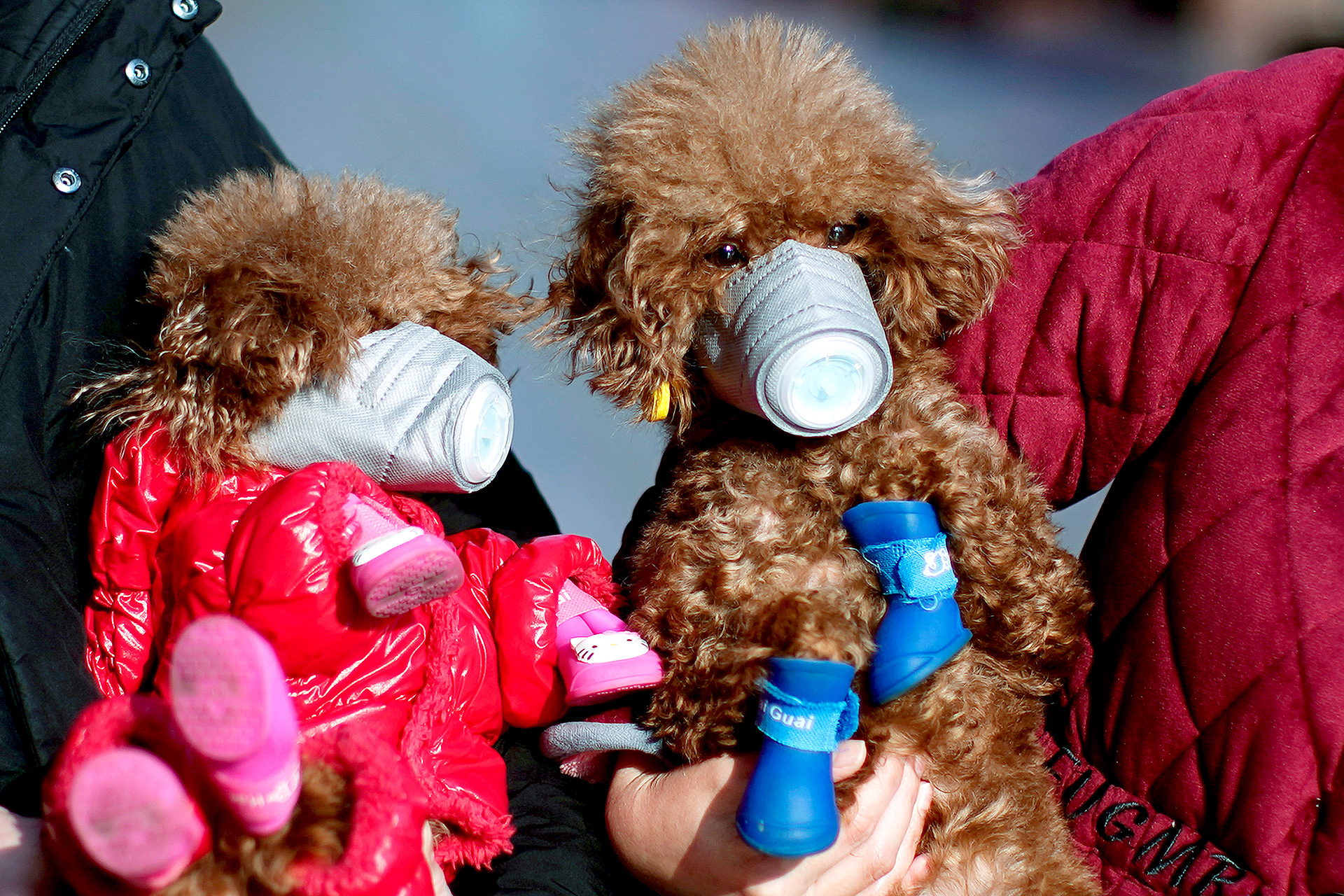 Los perros con máscaras son vistos en una zona comercial en el centro de Shanghai, China; la gente busca recursos para proteger a sus mascotas (REUTERS / Aly Song)