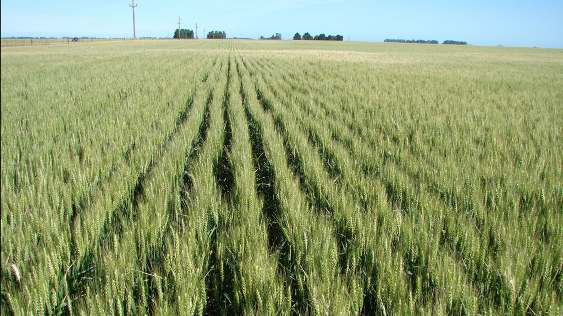 Desde la consultora aseguran que la ganancia del trigo no fue mayor ya que los costos de producción del cereal se incrementaron un 85% en el 2018.