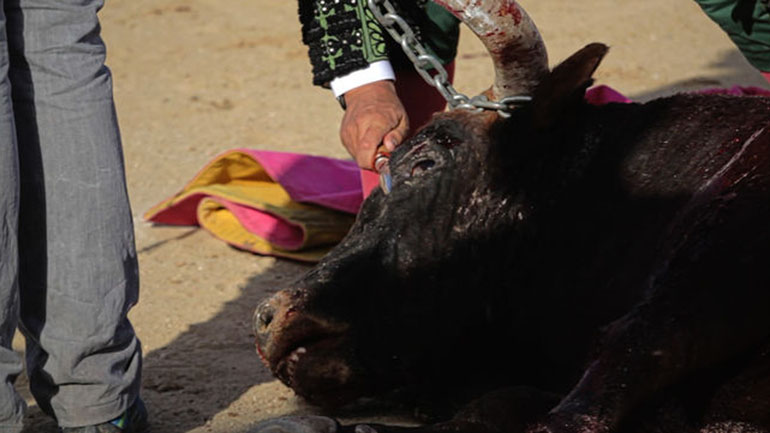 La tauromaquia es una de las actividades más repudiadas en el mundo y que dividen a España.