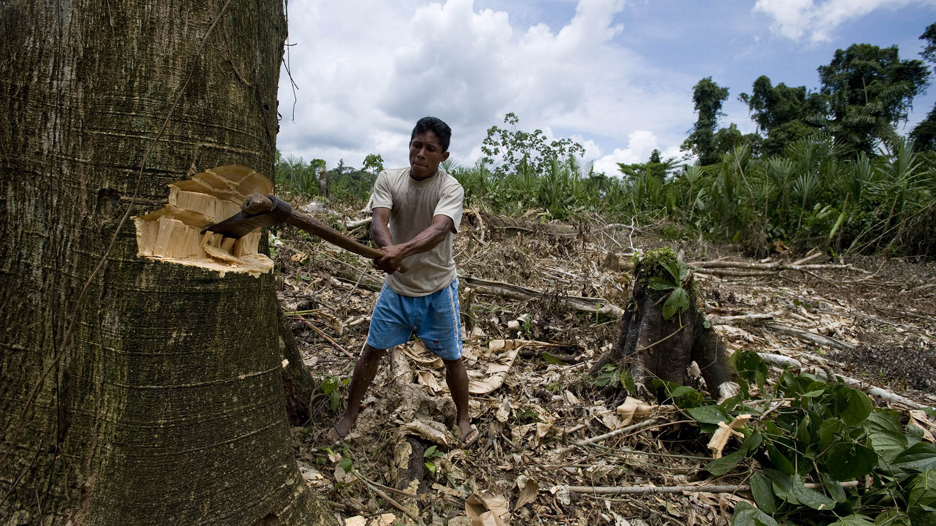 La deforestación, por la transformación de bosques nativos para la producción de cultivos y la ganadería, ha emitido el 10,52 por ciento de los gases de efecto invernadero a nivel nacional. Foto: AFP.