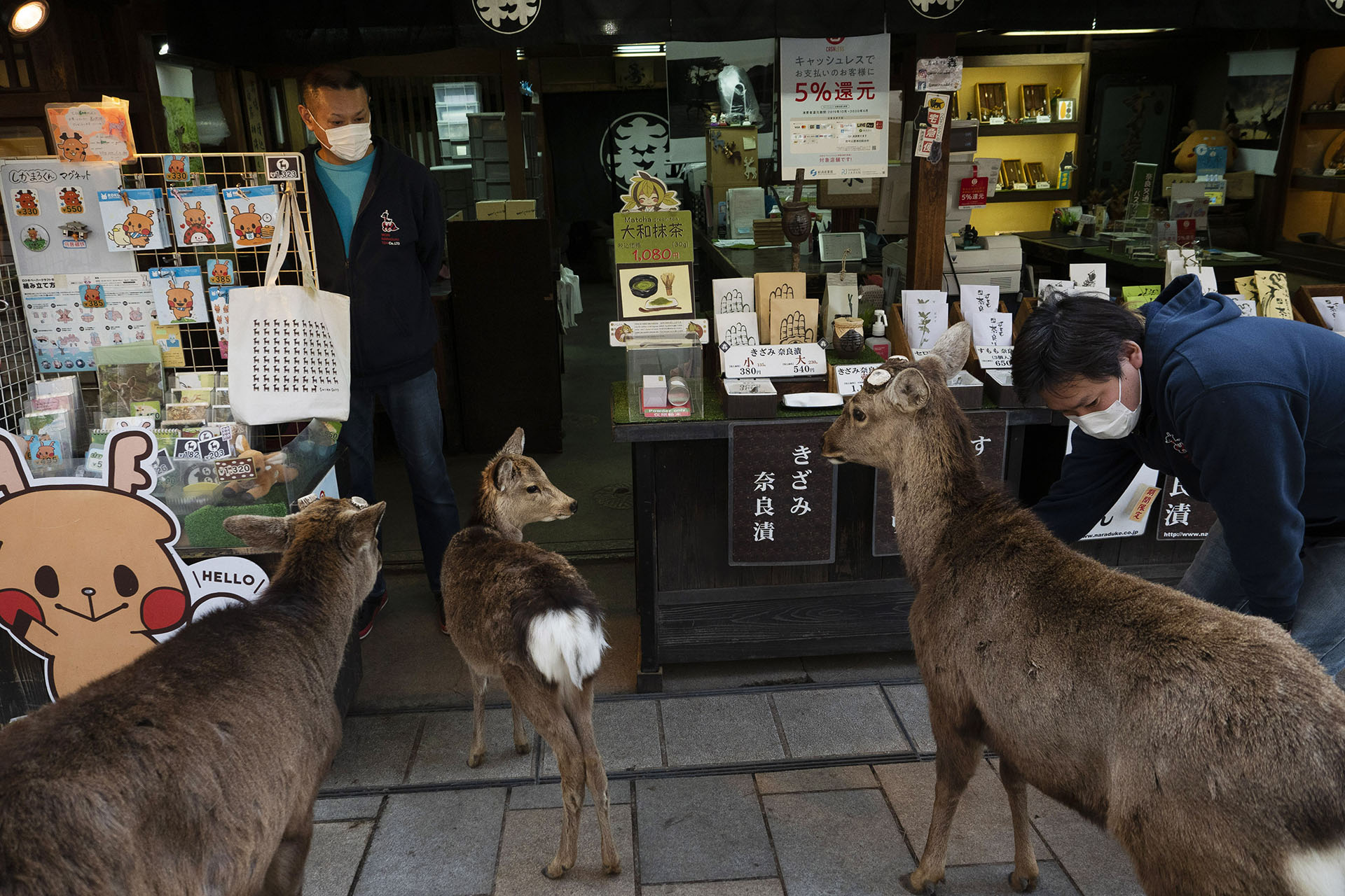 Ciervos se reúnen afuera de una tienda de recuerdos en busca de golosinas en Nara, Japón (Foto AP / Jae C. Hong)