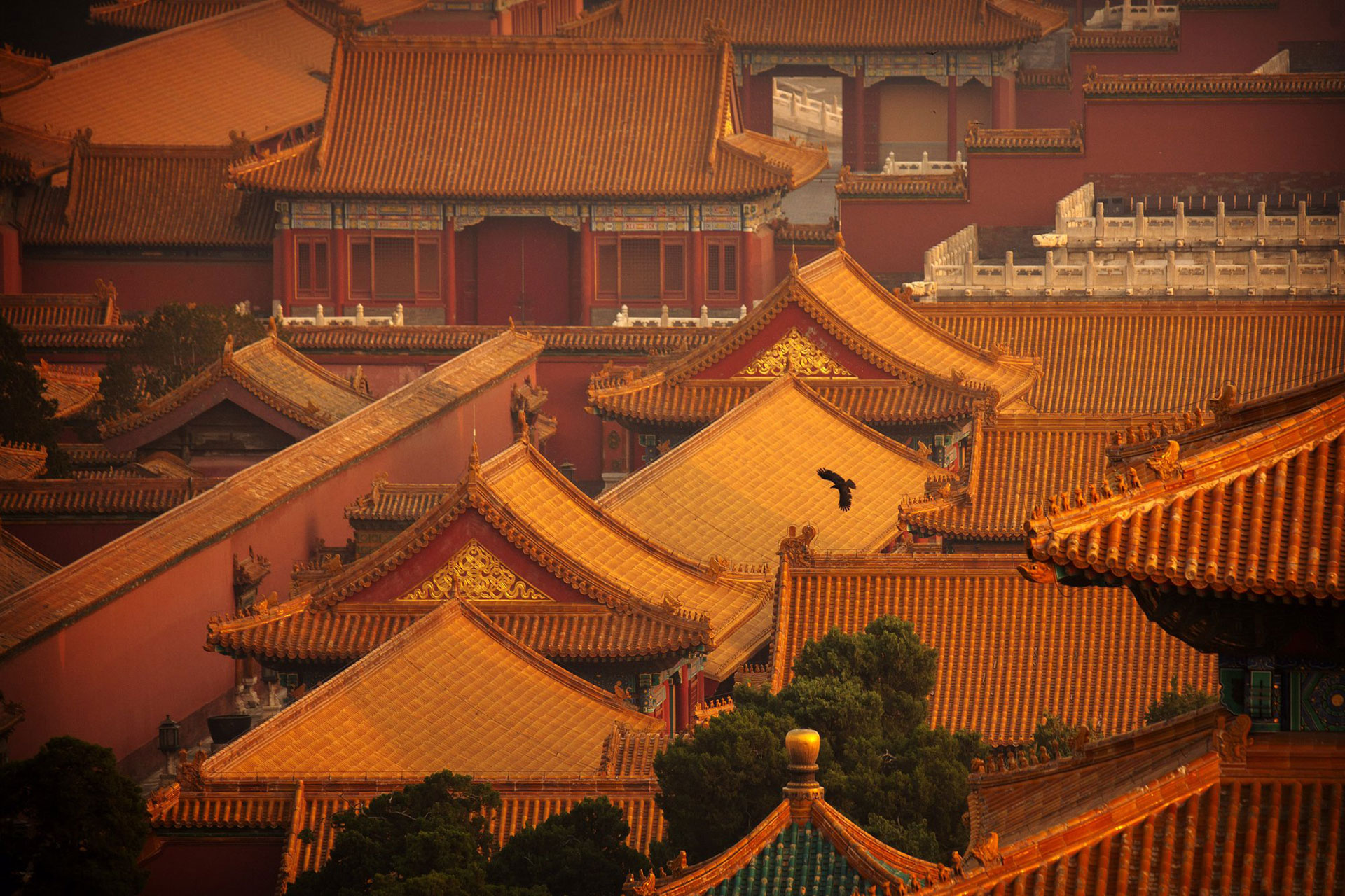 Un pájaro vuela sobre la Ciudad Prohibida, que está cerrada al público debido al brote de coronavirus, en Beijing, China, el martes 28 de abril de 2020 (AP Photo / Mark Schiefelbein)