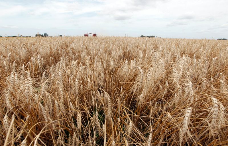 El 91% del total del trigo importado por Brasil proviene de los países miembros del Mercosur. Argentina es el principal abastecedor /Enrique Marcarian