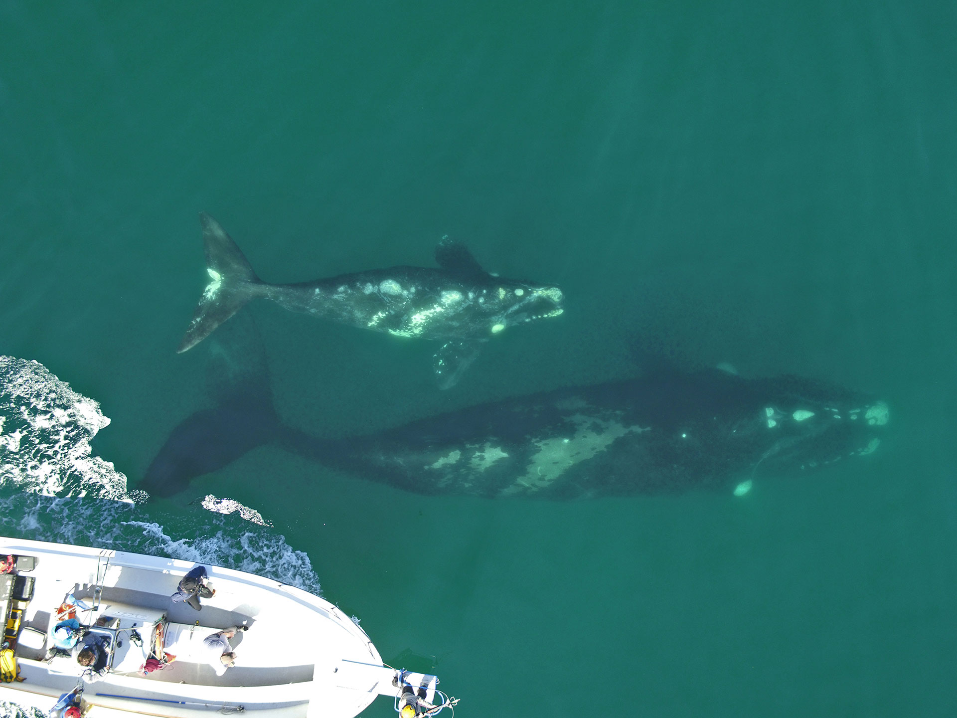 Pulgarcita es una hembra adulta que lleva un dispositivo desde el 25 de septiembre. Ha permanecido la mayor parte del tiempo con su cría en el área de Puerto Pirámides donde se realizan los avistajes de ballenas embarcado