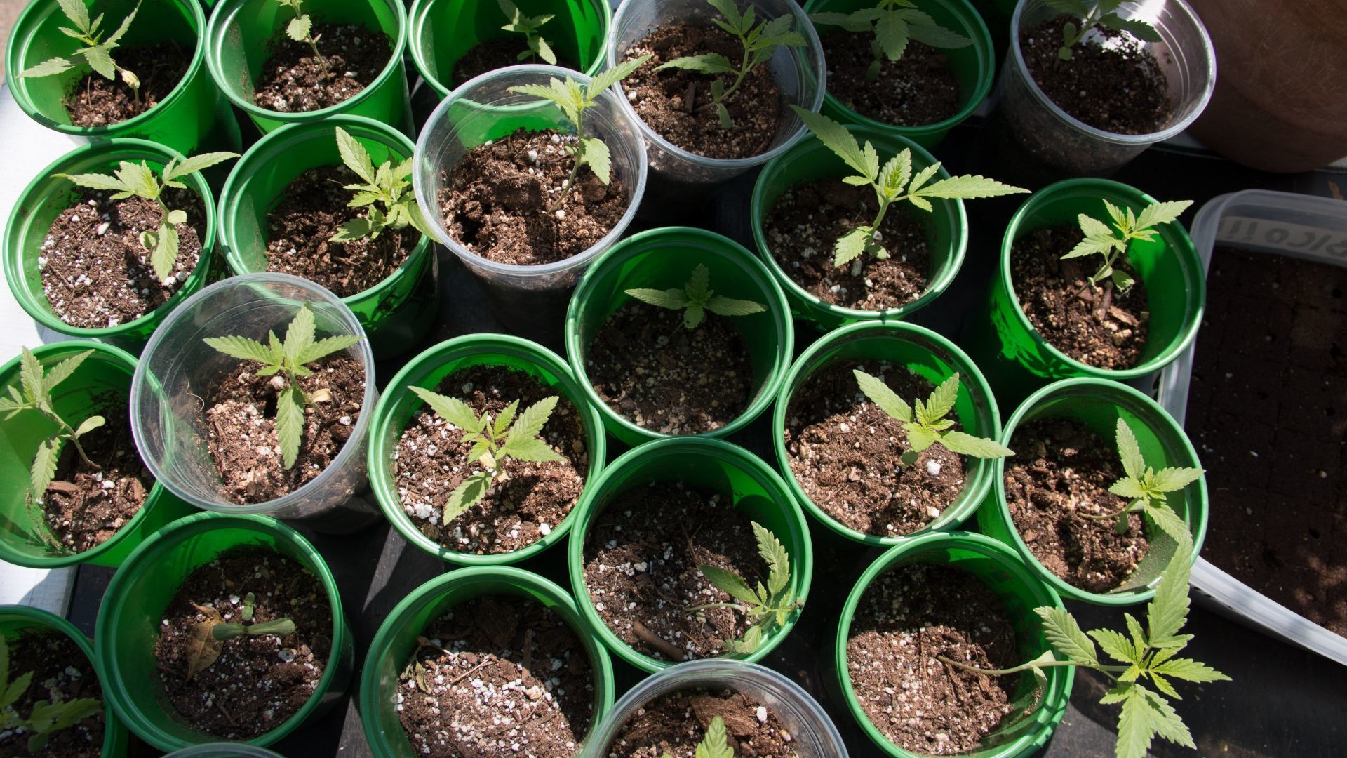 EL MCM declaró el plantón una zona libre de consumo y de cultivo (Foto: Cuartoscuro)