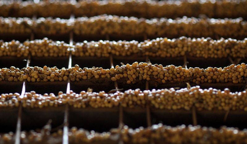 Imagen de archivo de granos de soja en el piso de la industria agrícola Alvorada en la ciudad de Primavera do Leste, en el central estado de Mato Grosso, Brasil. 6 de febrero, 2013. REUTERS/Paulo Whitaker