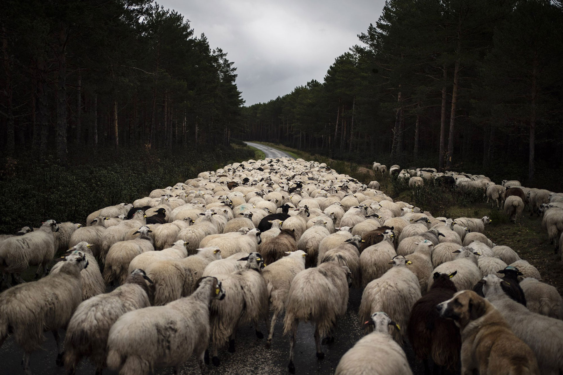 Un rebaño de ovejas se mueve en una carretera vacía cerca de Soria, España, el lunes 27 de abril de 2020. (Foto AP / Felipe Dana)