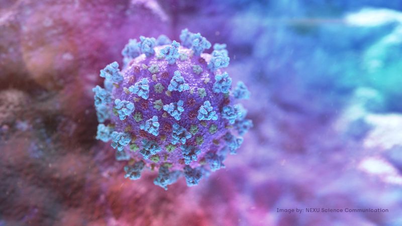 Imagen de computadora creada por Nexu Science Communication junto con Trinity College en Dublín de un modelo estructuralmente representativo de un betacoronavirus que es el tipo de virus vinculado a COVID-19, compartido con Reuters