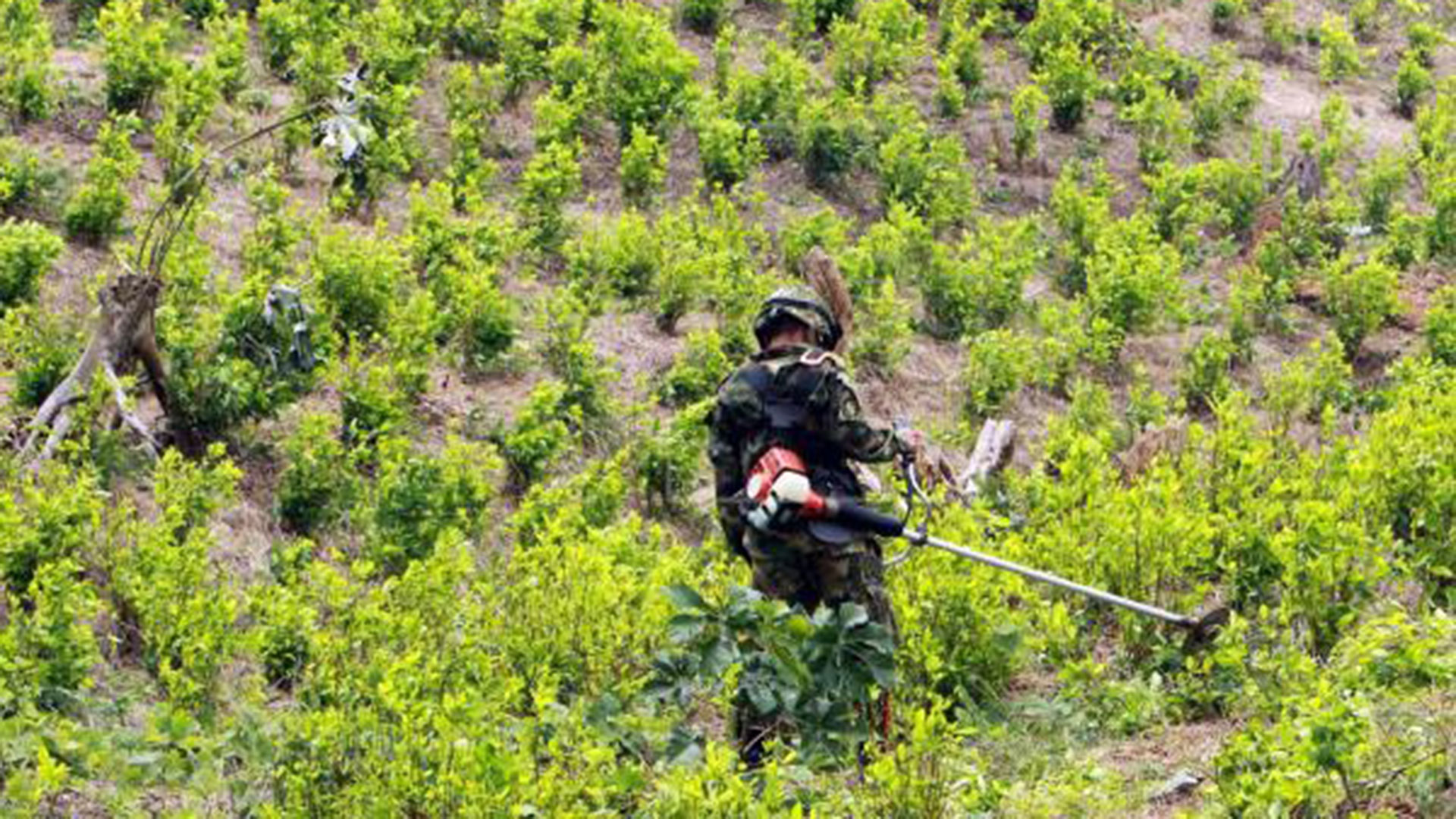 Los Cárteles mexicanos controlan 100,000 de 171,000 hectáreas de coca sembardas en Colombia (Foto: EFE)