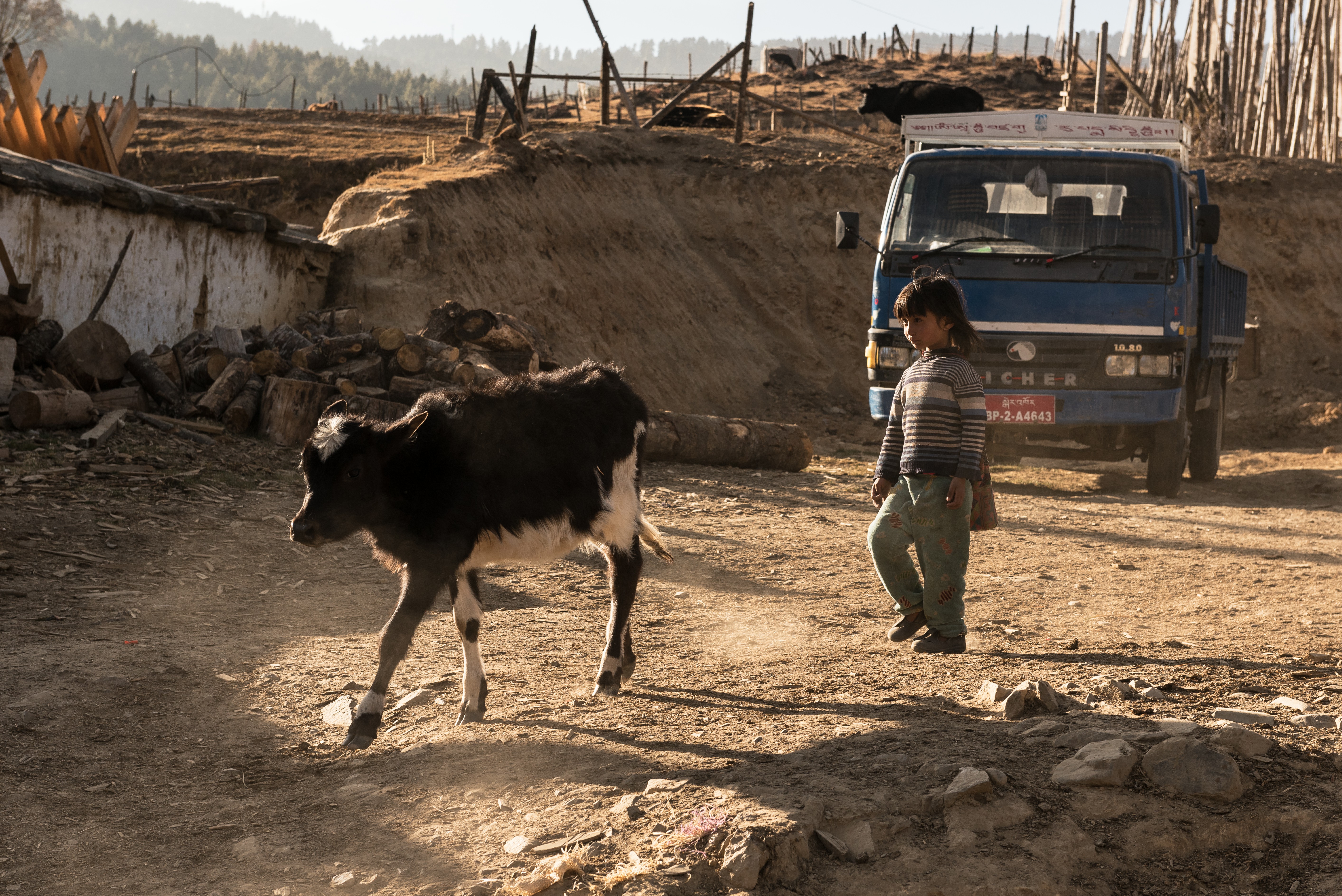En el campo, los niños participan de las actividades laborales de la familia. En la imagen, una niña conduciendo a un yak a su corral