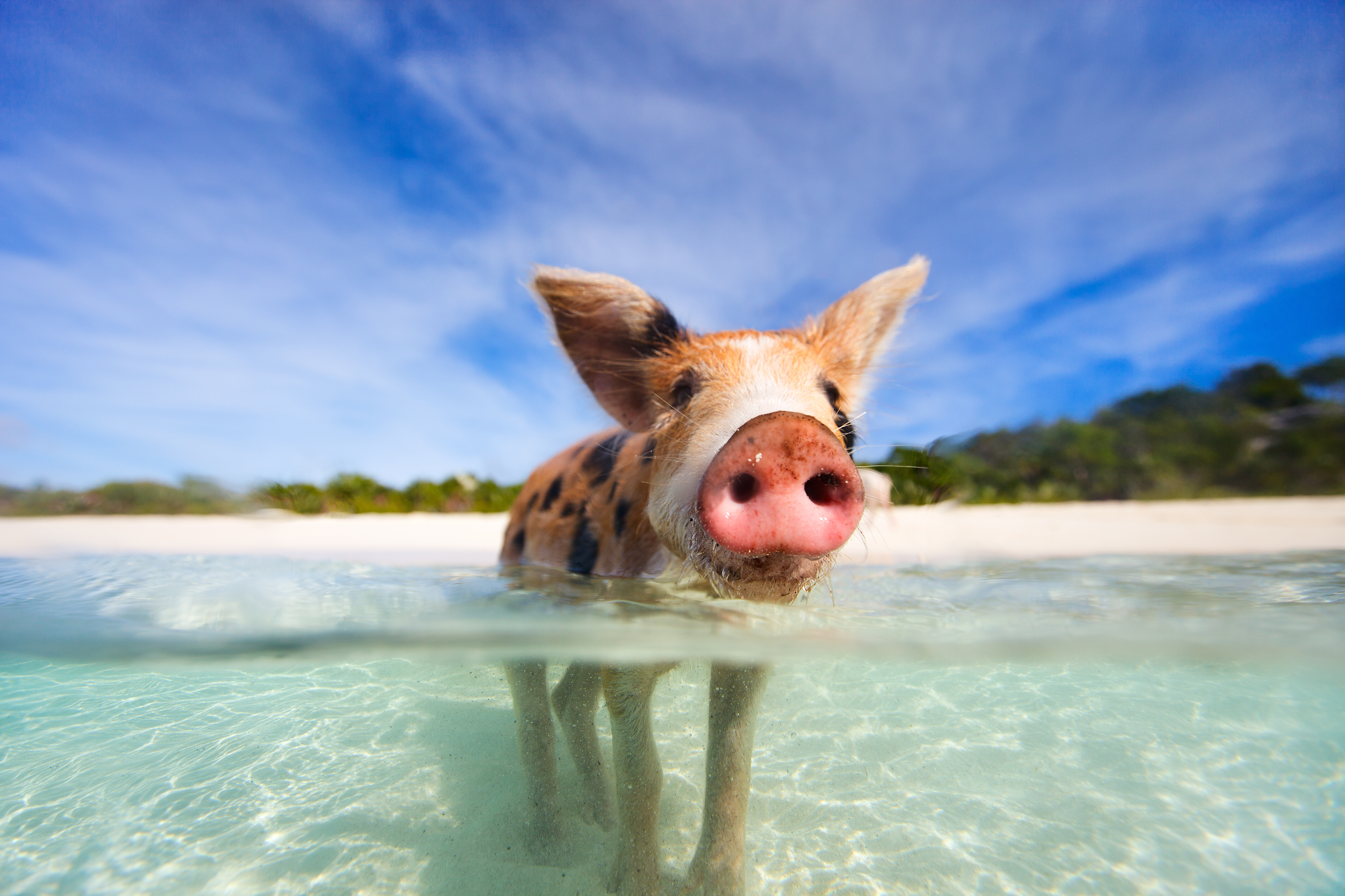Pig Beach se encuentra entre las Exumas: una cadena de 300 islas, en su mayoría deshabitadas, famosas por sus playas eufóricas, buceo de clase mundial y lujosos resorts