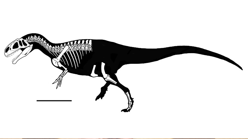 Reconstrucción del cráneo y mandíbulas inferiores del Asfaltovenator, basada en elementos craneales desarticulados (Conicet)
