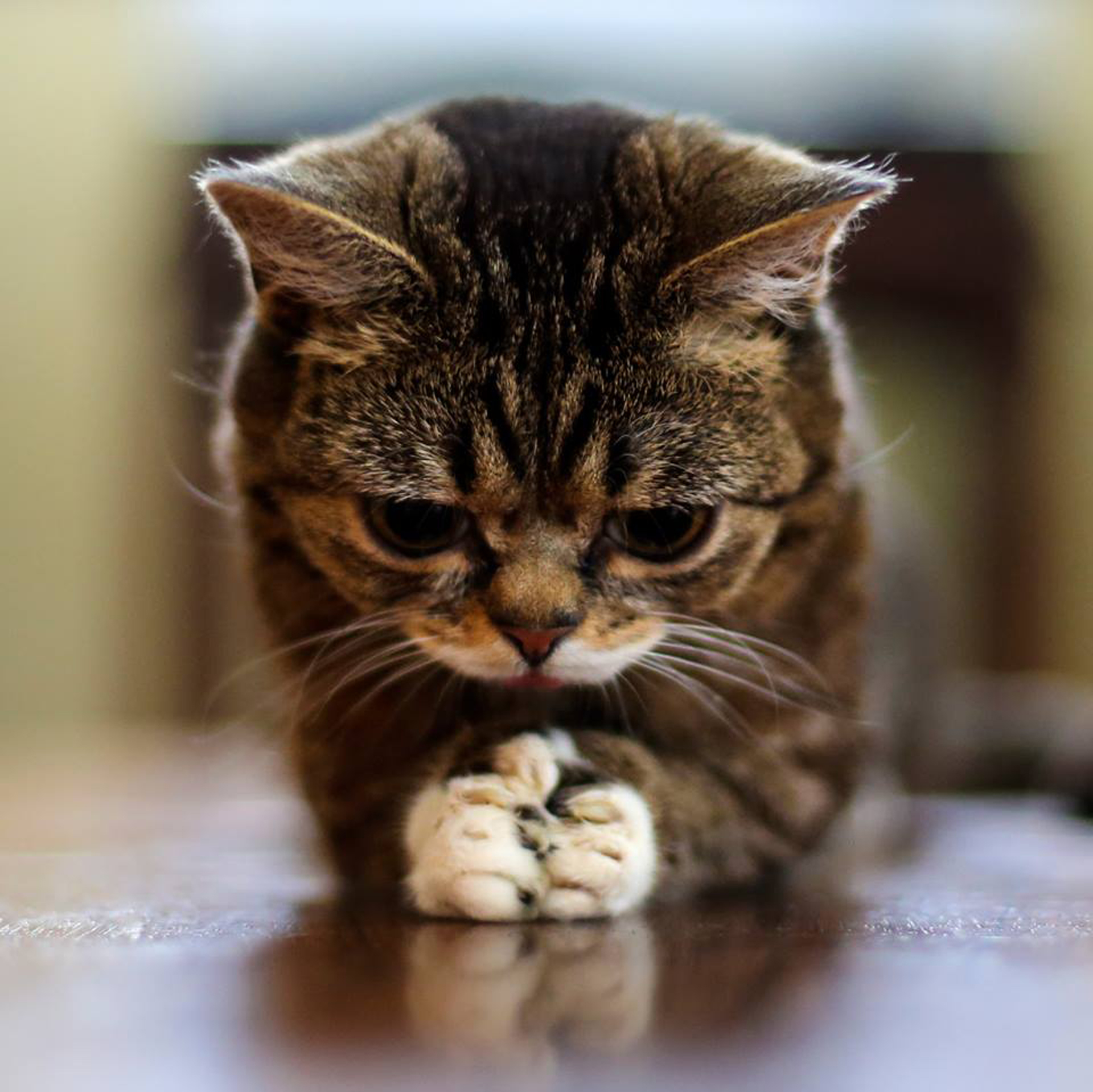 La famosa gatita de internet, dejó legado también en materia de investigaciones genéticas (Foto: Facebook Lil Bub)