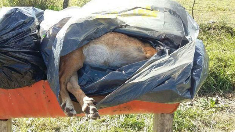 México es uno de los países con mayores casos a nivel mundial de maltrato animal (Foto: Archivo)