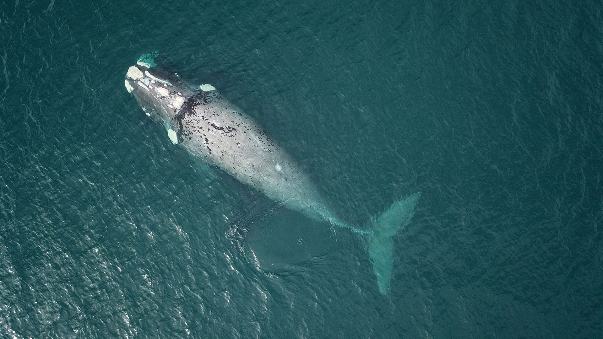 El Gris. Este macho adulto salió del Golfo Nuevo pocos días más tarde de la marcación. Nadó hacia el norte, paralelo a la costa de Península Valdés, hasta el Golfo San Matías para retomar luego hacia el sur desplazándose rápidamente