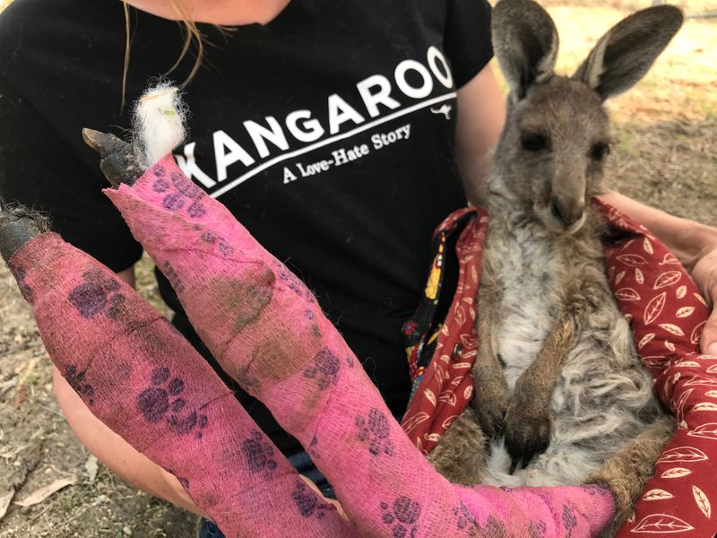 Una voluntaria de Wildlife Information, Rescue and Education Services (WIRES) sostiene un canguro rescatado de los incendios