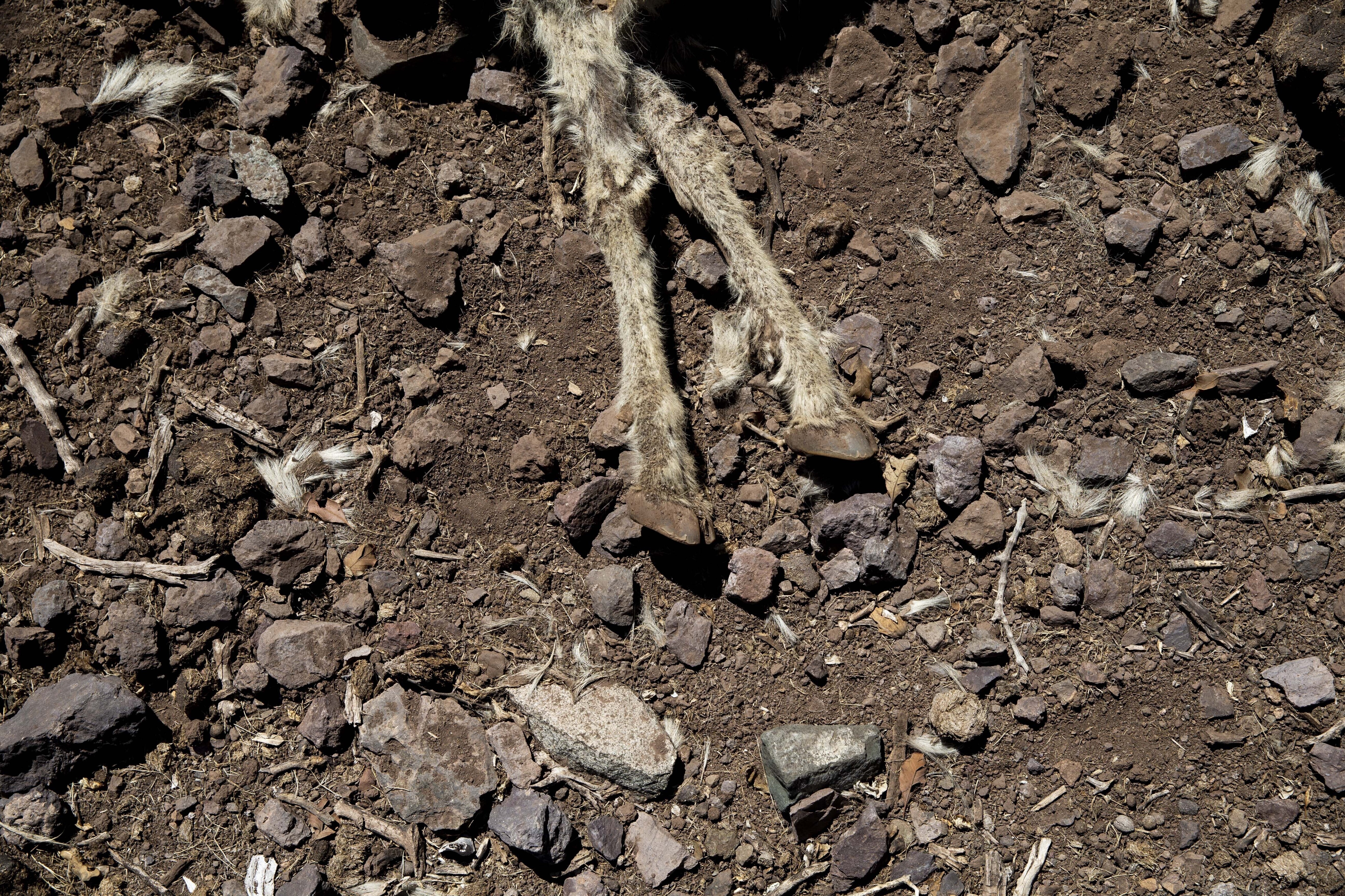 El cadáver de una cabra en el rancho de Benito Moreno en Putaendo, Chile. Las escenas de muertes de animales se repiten en las comunas rurales. El gobierno debió decretar zonas de emergencia de agua y agricultura en más de un tercio de sus 16 regiones