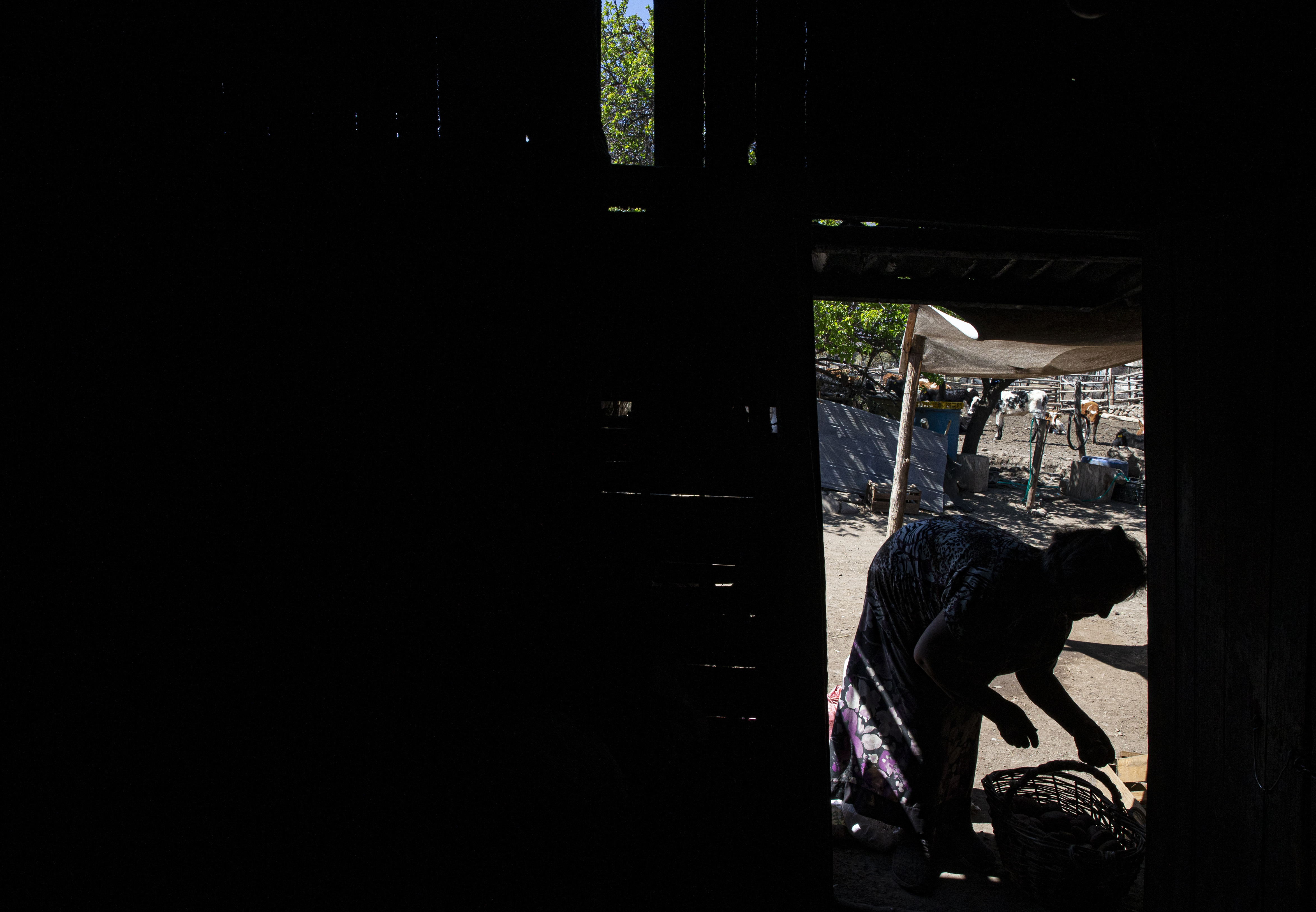 Mercedes Henríquez selecciona unas papas en el rancho de su hermano Aníbal Henríquez. Perdieron 80 de sus 150 vacas debido a la sequía. "Ha habido años malos, pero llovió un poco y la hierba creció. Pero esta vez no", dijo.
