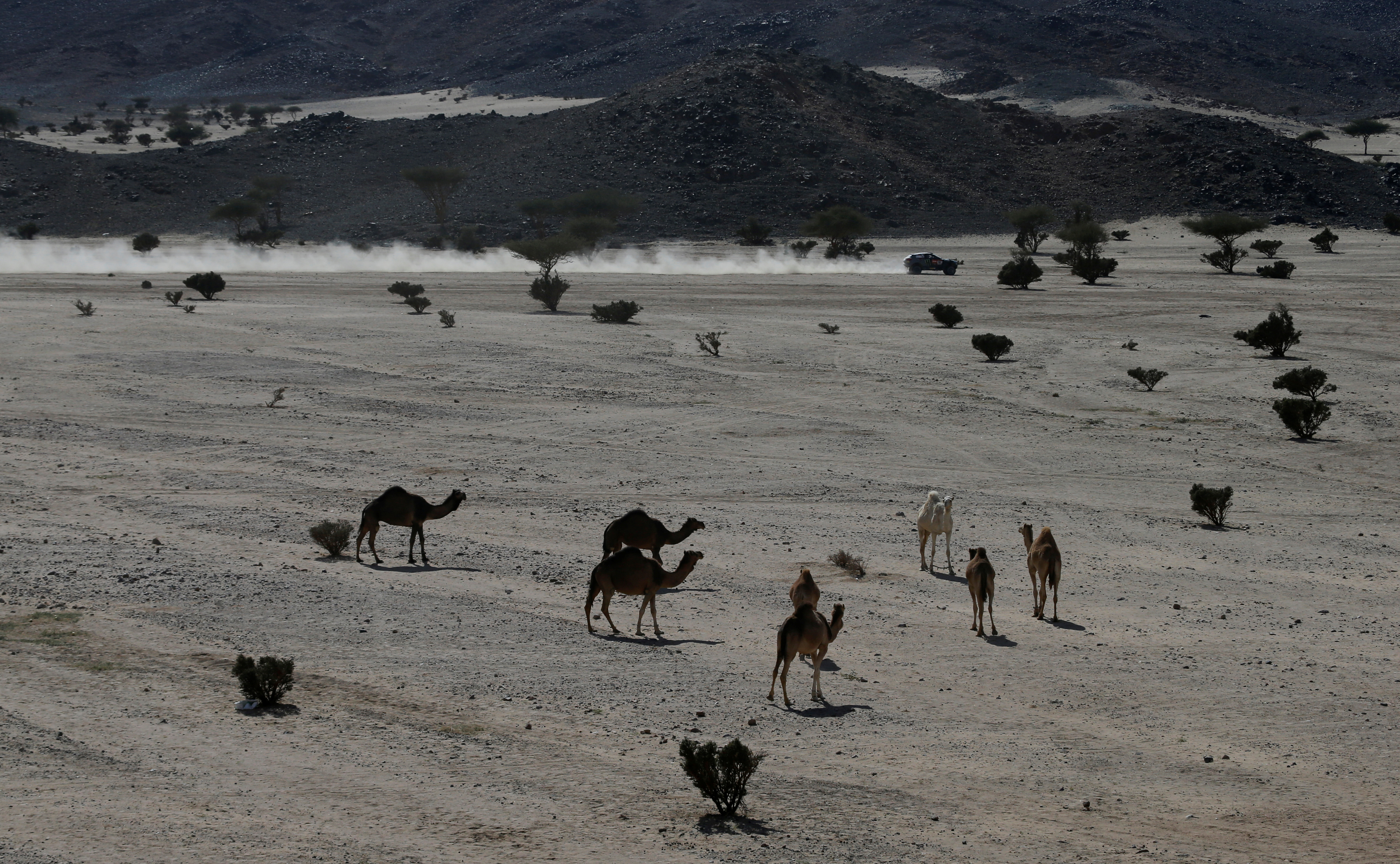 Los camellos se alejaron por el sector donde pasaban los vehículos a gran velocidad
