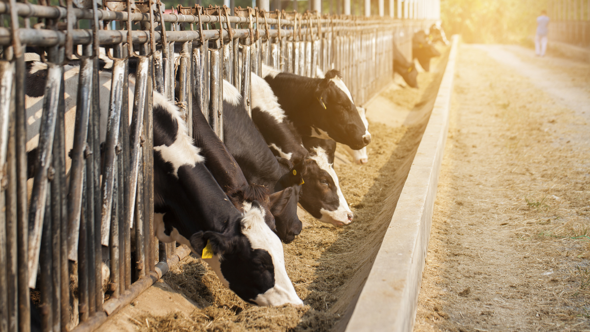El cuidado de las vacas es parte del trabajo realizado por los reclusos