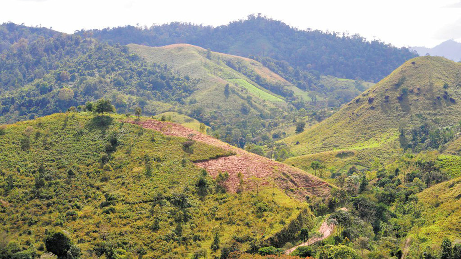 Bosawás. Lo que antes eran bosques vírgenes, los colonos los convierten en parcelas dedicadas a la agricultura y la cría de ganado. (Cortesía de la Prensa)
