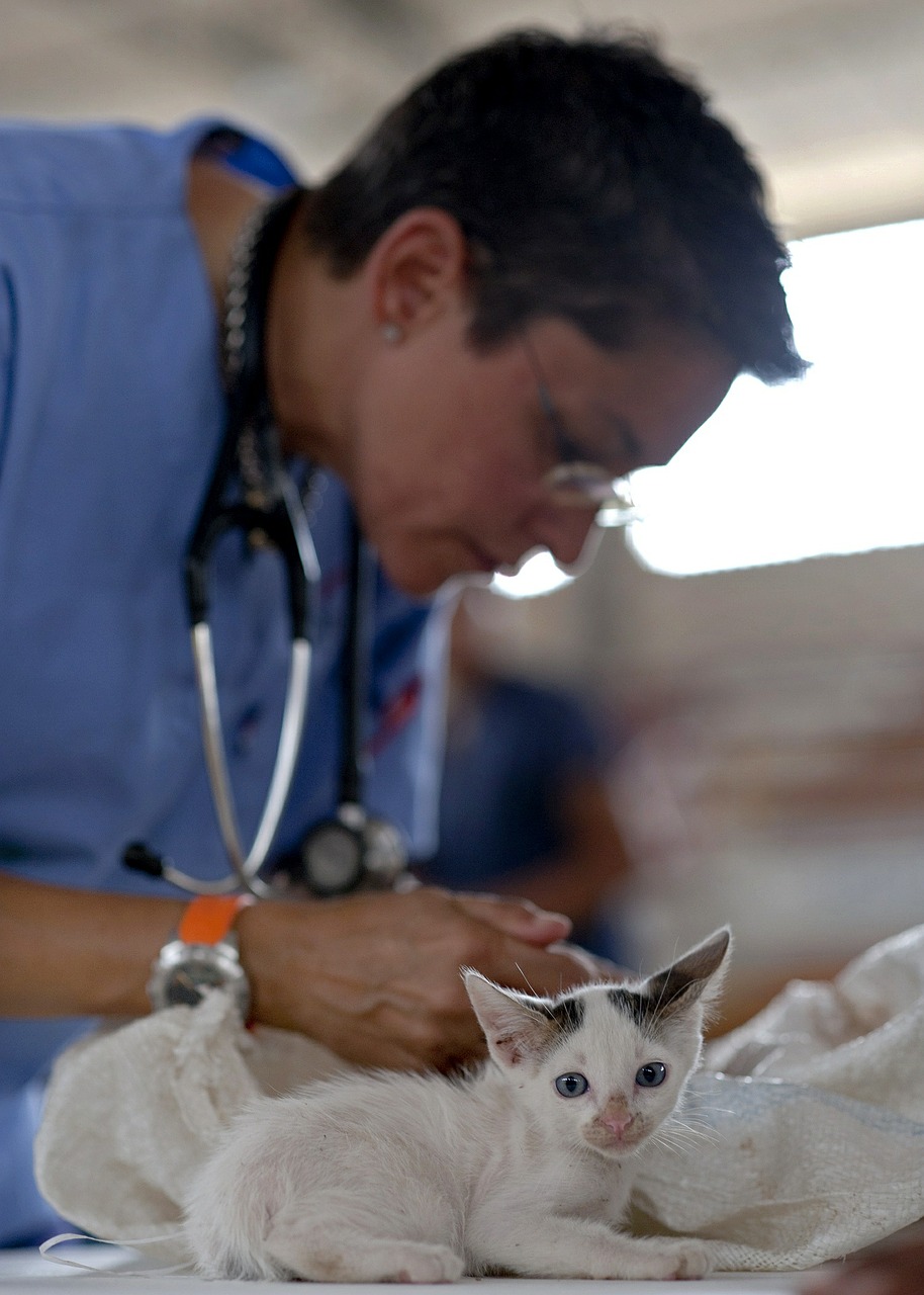Si los síntomas son muy graves, es importante llevar a la mascota inmediatamente con el veterinario (Poto: Pixabay)