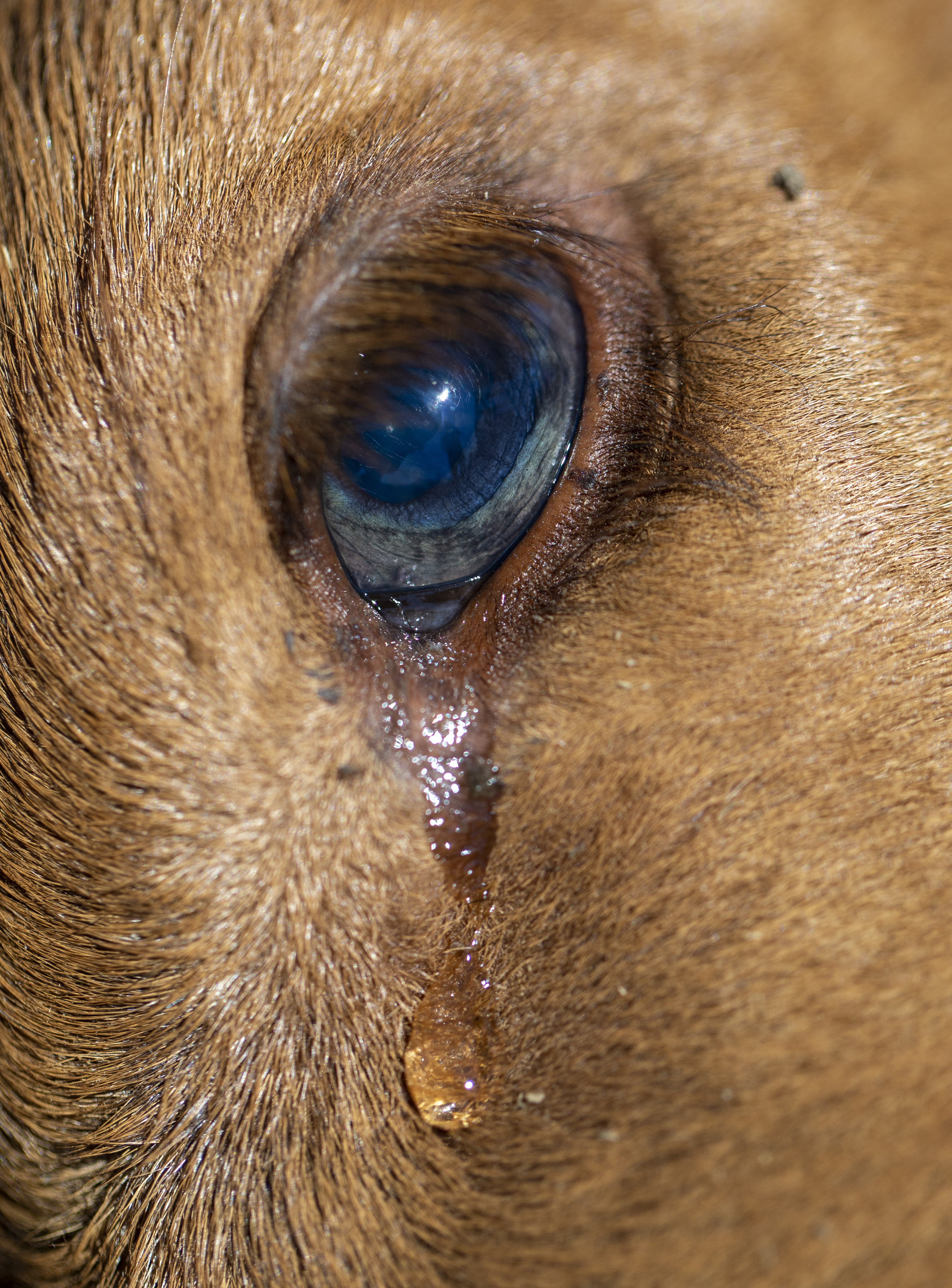 El ojo lloroso de un ternero moribundo de dos días en el rancho de Alfredo Estay en Putaendo, Chile