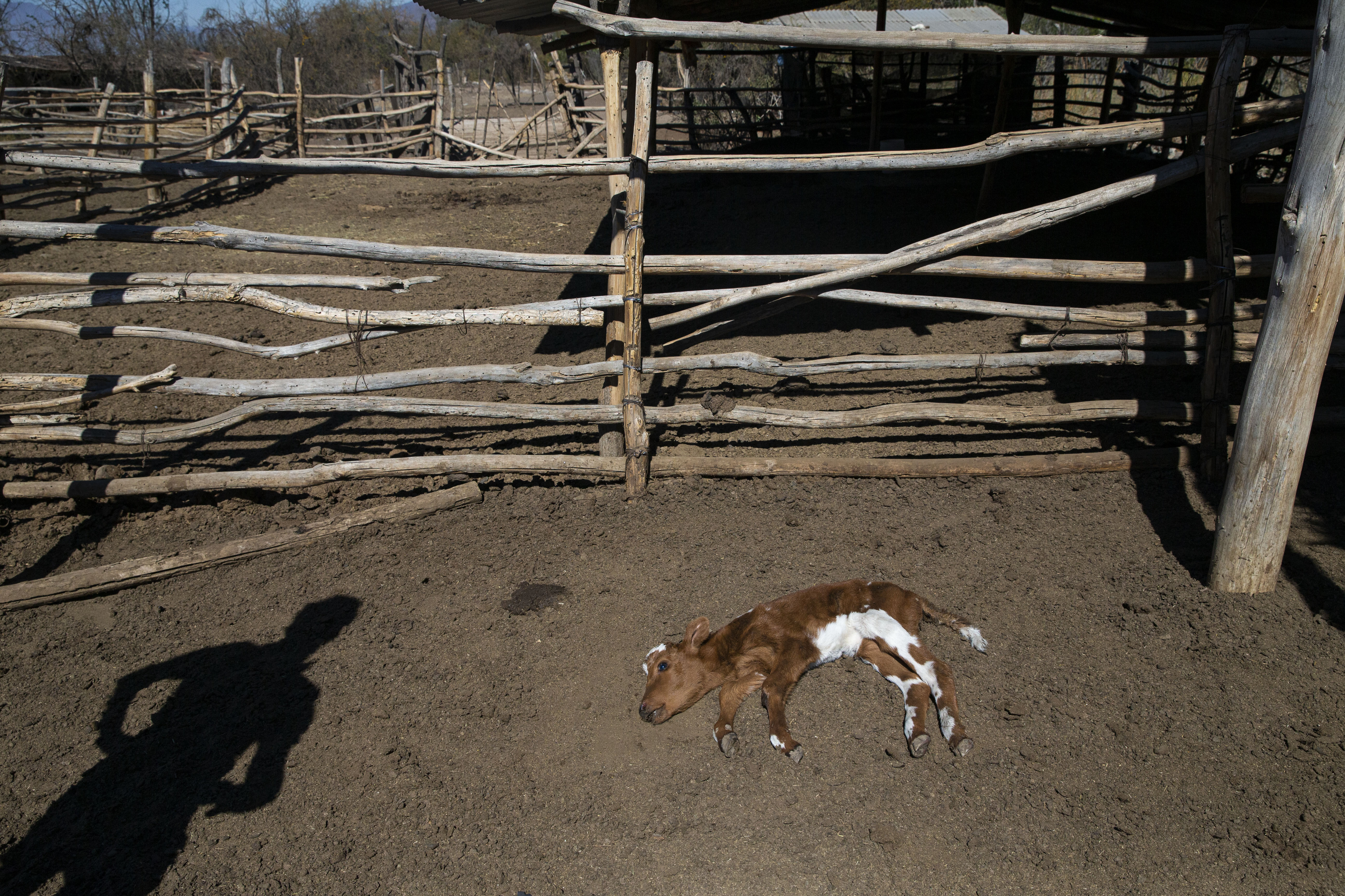 El criador Fredy Moreno observa a un ternero moribundo en el rancho de Alfredo Estay