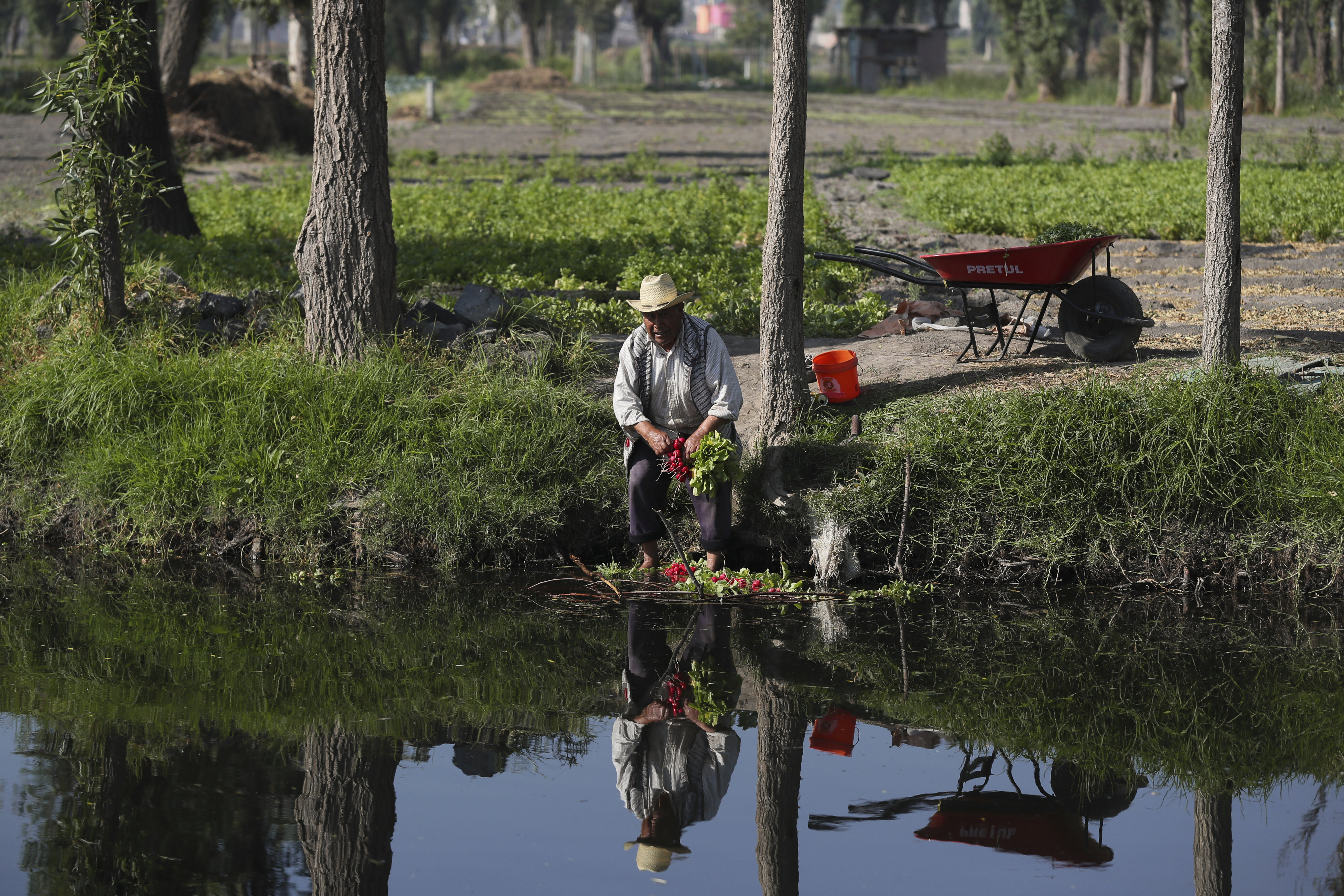 Un agricultor limpia la remolacha roja en una granja en San Andrés Mixquic, a las afueras de la Ciudad de México, el lunes 30 de marzo de 2020, en medio de la propagación mundial del nuevo coronavirus.