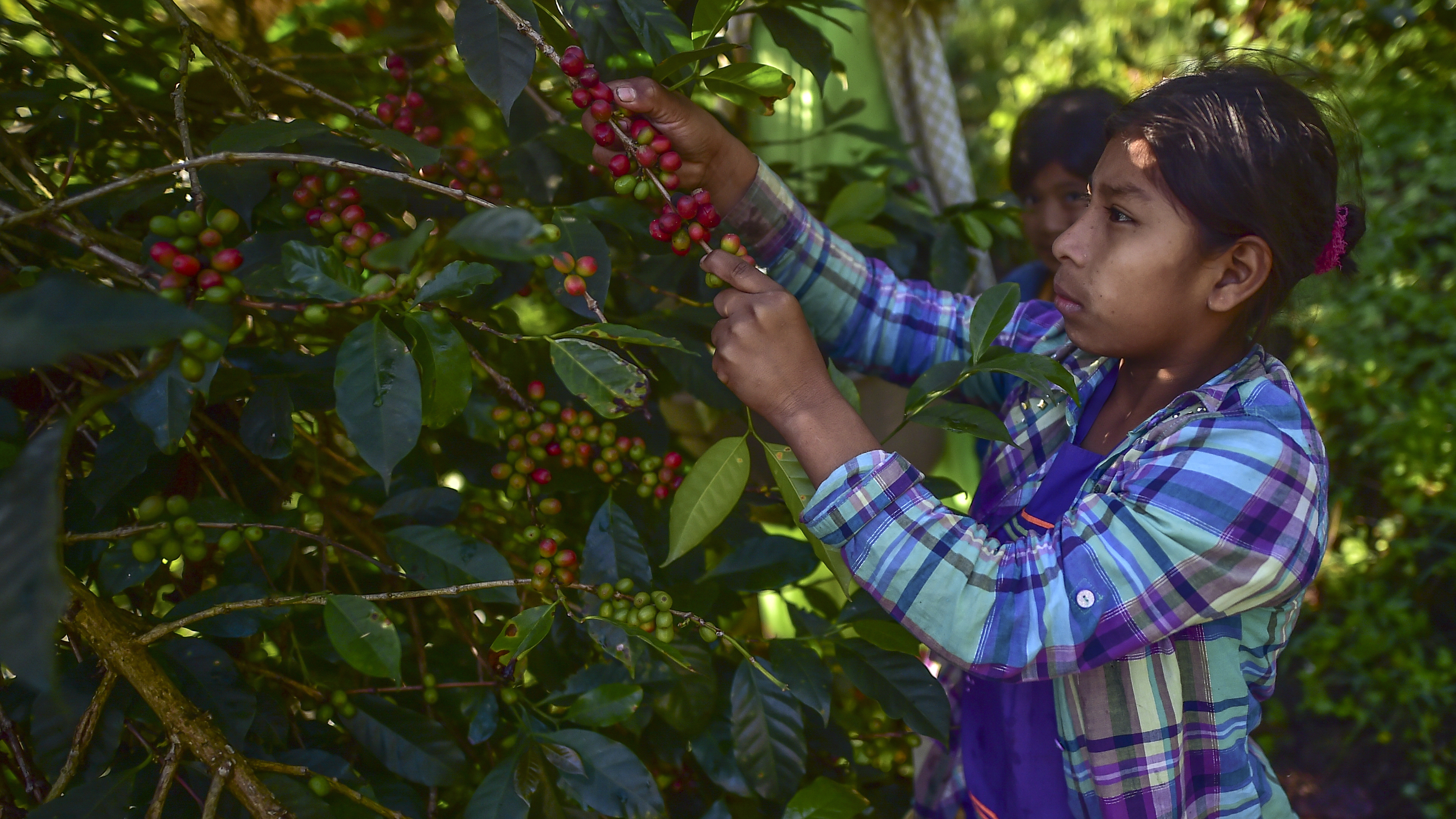 Una mujer de la comunidad Ngabe Bugle recoge café de la veriedad geisha en la finca Elida, al oeste de Panama. (Photo by Luis ACOSTA / AFP)