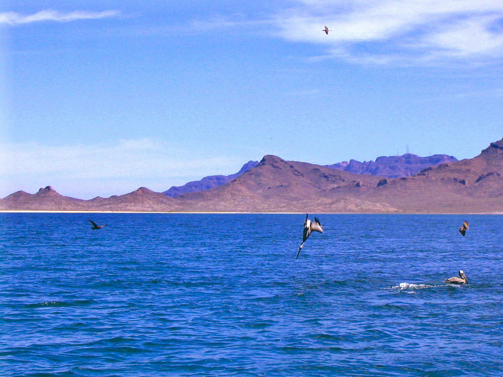 El contacto con la aeronave se perdió en el Mar de Cortés (Foto: Flickr)