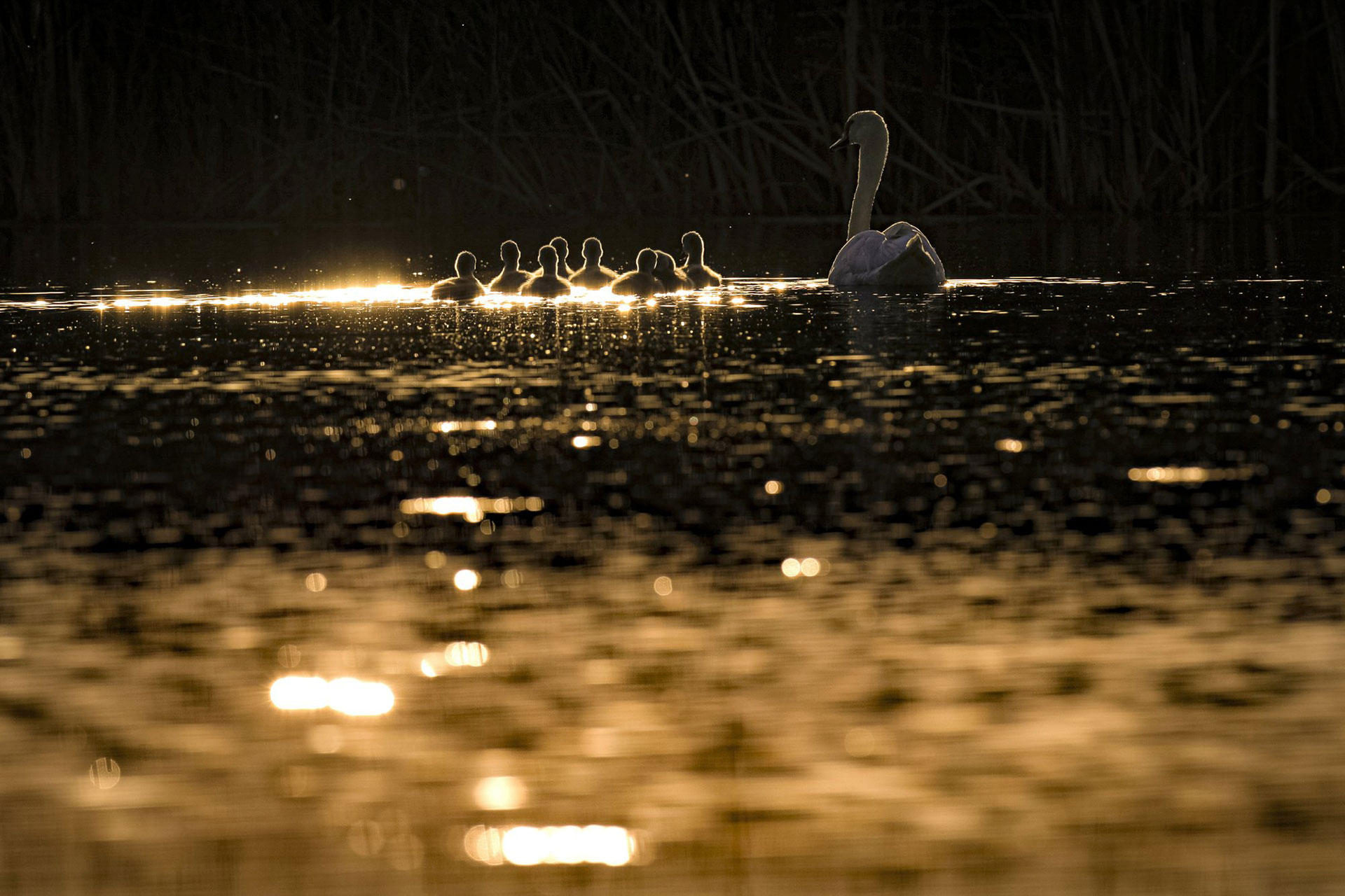 Un cisne nada junto a sus ocho pichones en un estanque en el parque natural de Vacaresti, un área urbana protegida, en Bucarest, Rumania, el lunes 27 de abril de 2020. (Foto AP / Vadim Ghirda)