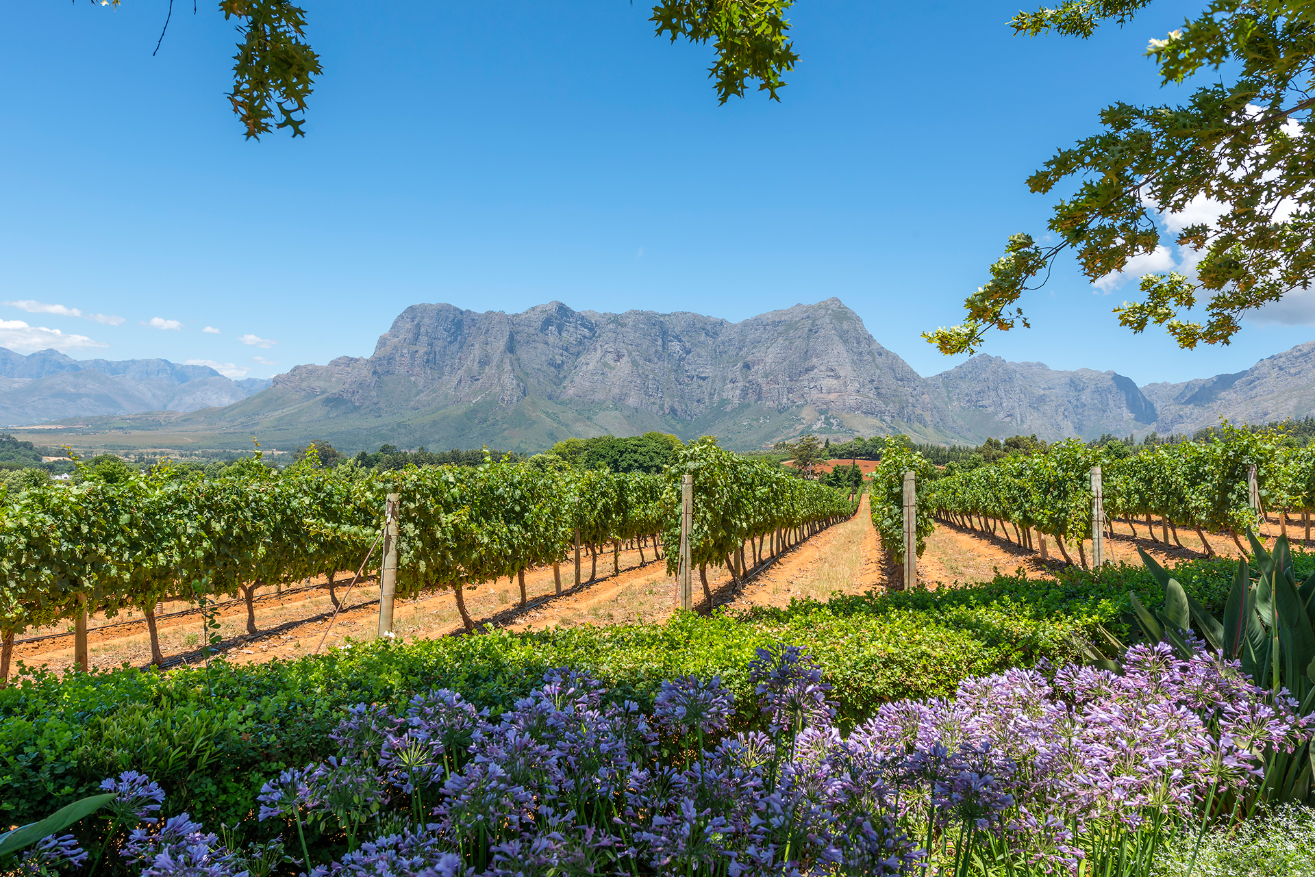 La región vinícola de Sudáfrica ofrece hermosos paisajes. Los tours de cata de vinos a menudo tienen un precio alto. Pero a las afueras de Ciudad del Cabo, la región vinícola de Cape Winelands en Sudáfrica ofrece muestras económicas de vinos y cocina locales rodeados de hermosos paisajes