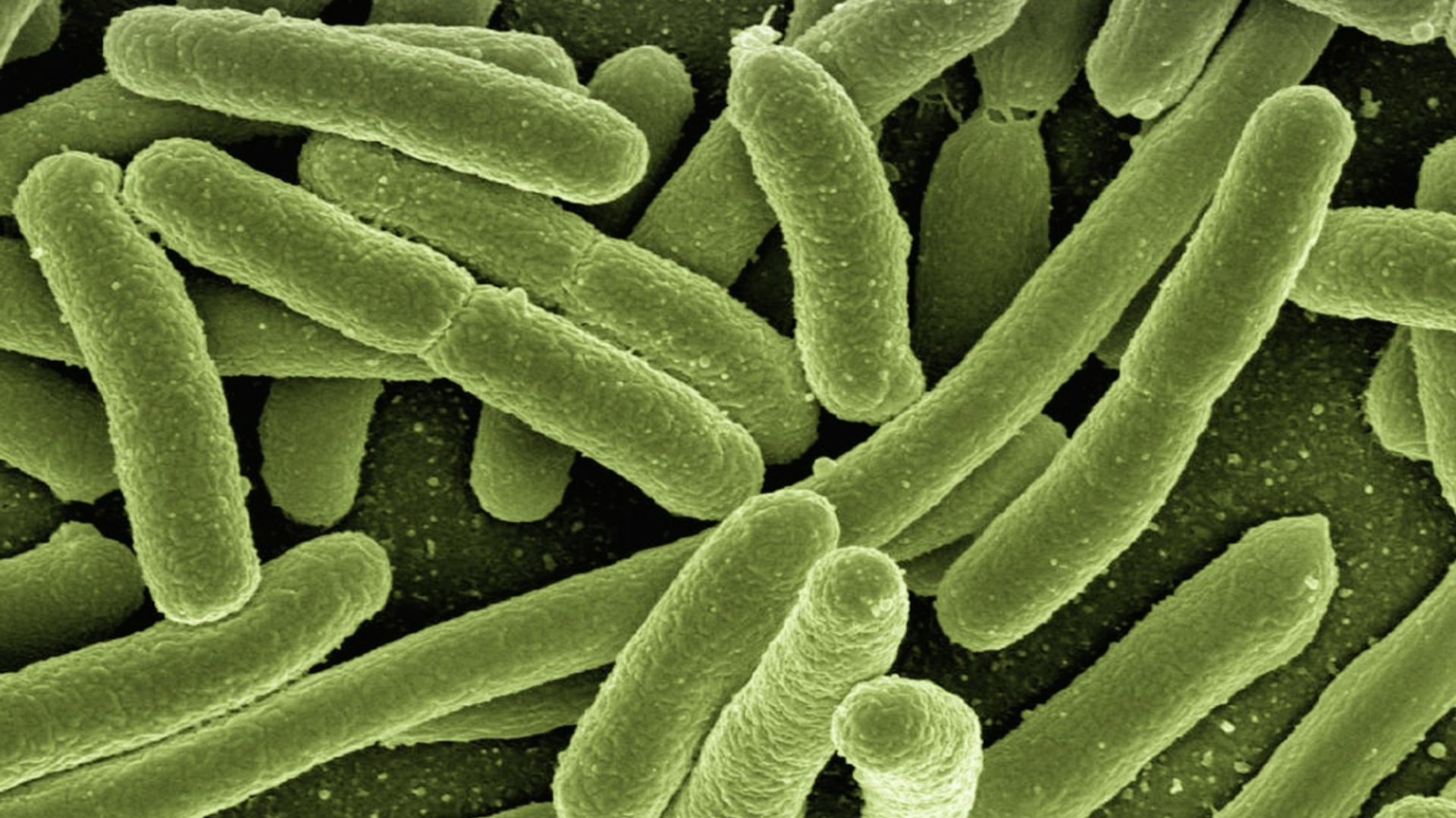 Científicos israelíes diseñaron una bacteria capaz de comer CO2 y contribuir a la lucha contra el cambio climático