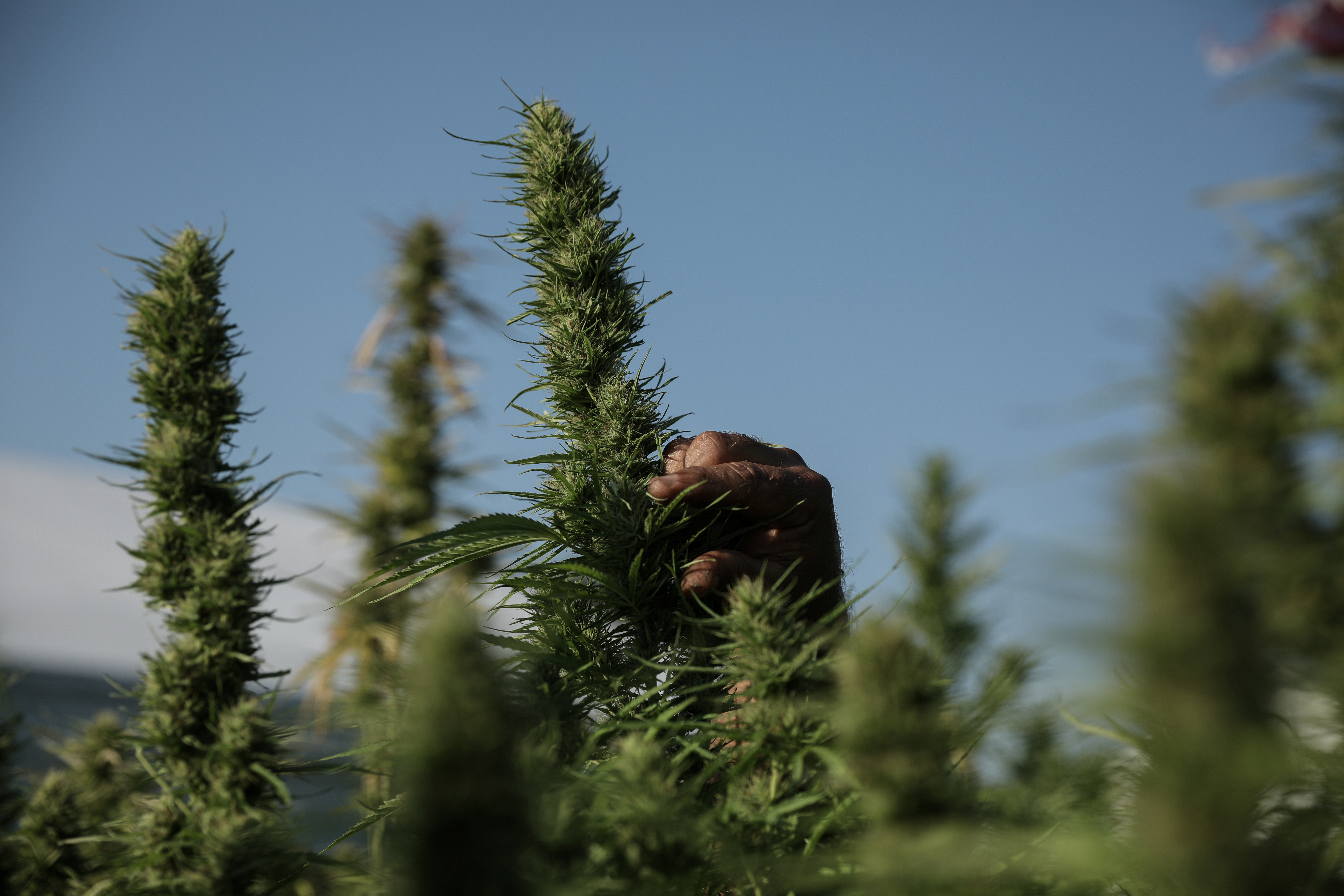 El uso medicinal está aprobado en muchos países del mundo, como en Irak, donde fue tomada esta foto en 2019 (REUTERS/Stelios Misinas)