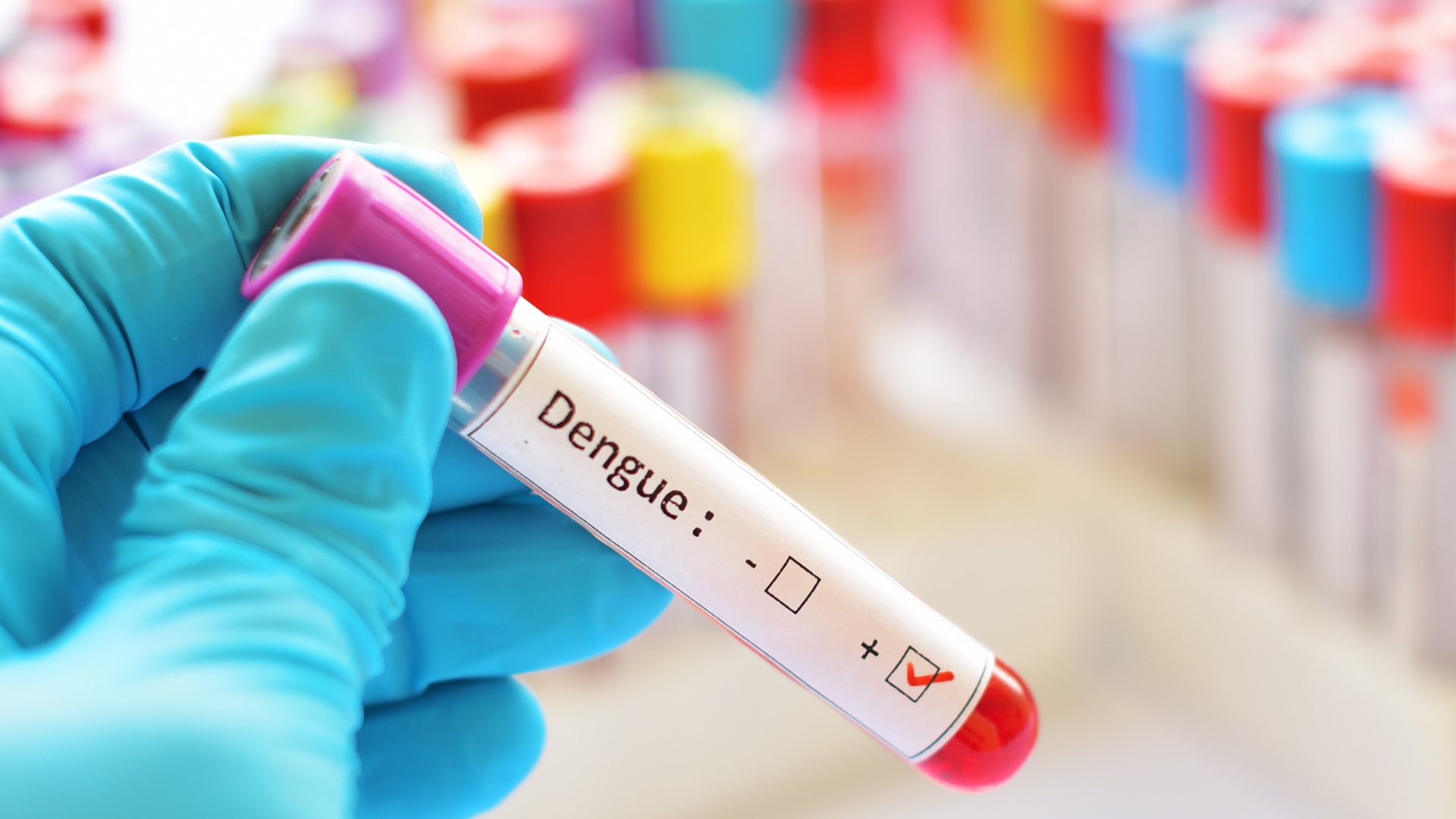 En varias provincias el dengue es una emergencia sanitaria (Shutterstock)
