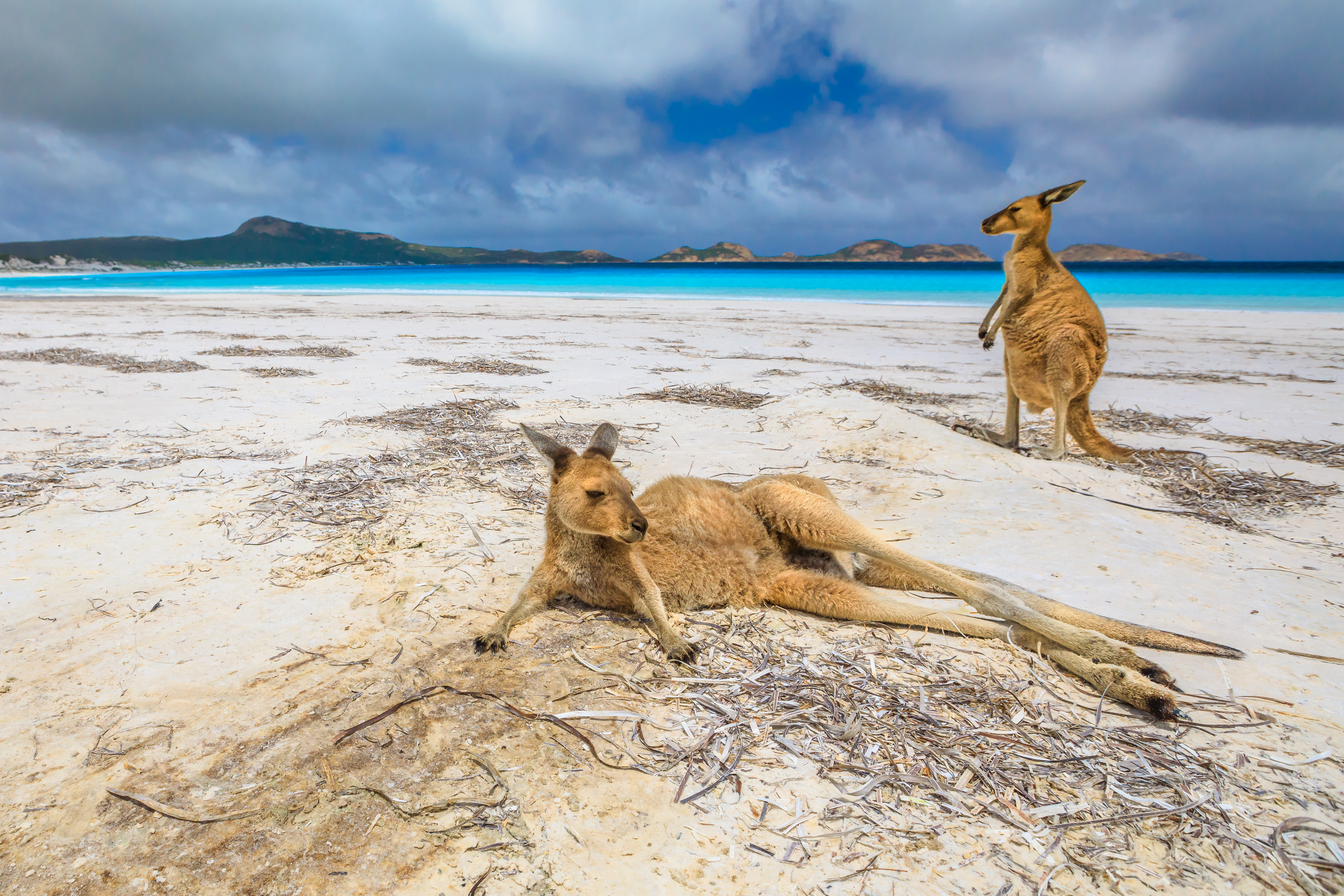 Lucky Bay en Australia Occidental ha sido calificado como uno de los mejores destinos de playa por sus aguas cristalinas y arenas blancas que se extienden hasta donde alcanza la vista. Tiene un promedio de 150.000 visitantes al año debido a su naturaleza virgen, clima maravilloso y arena extraordinaria