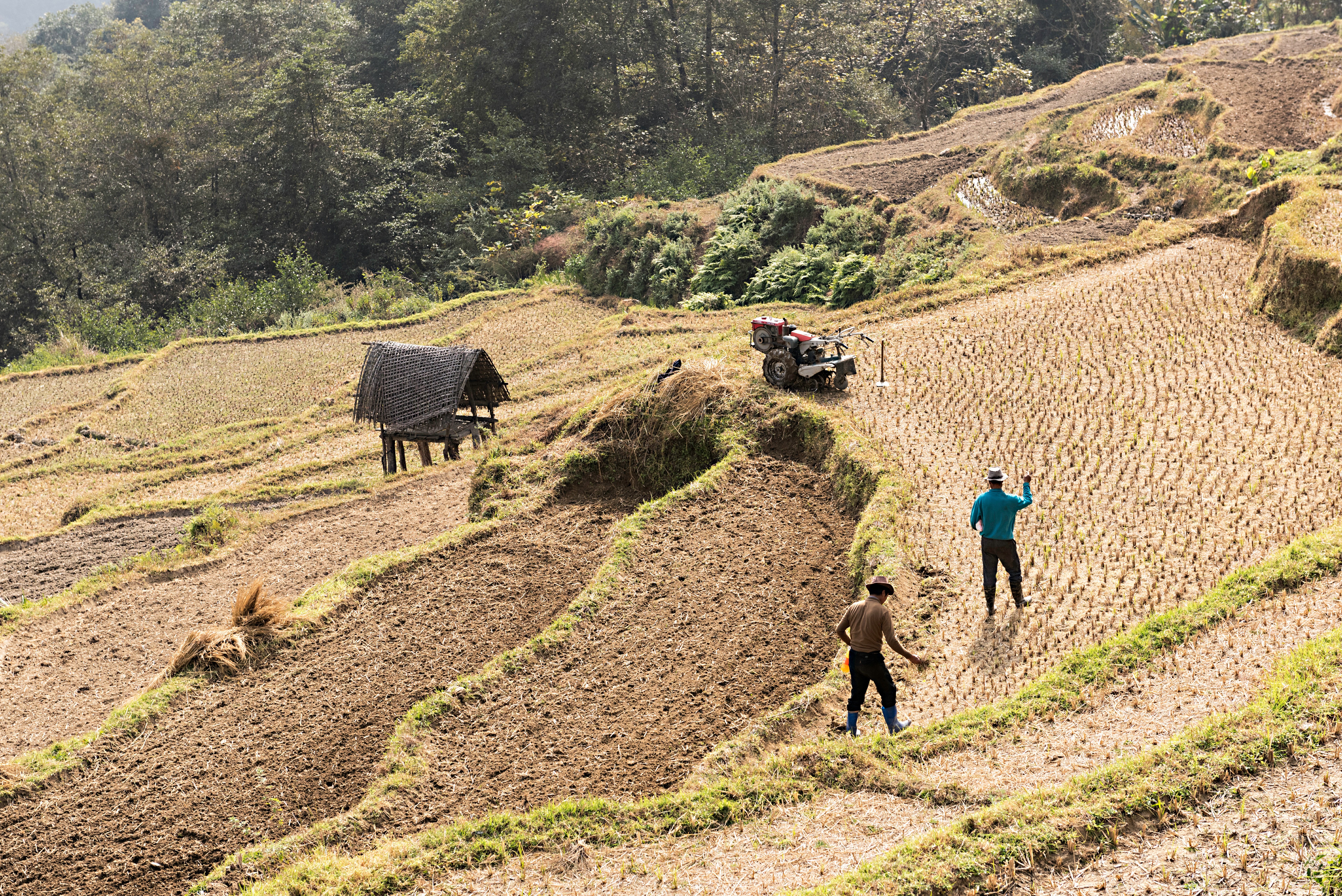 La siembra de arroz es una de las principales actividades agrícolas que se practican