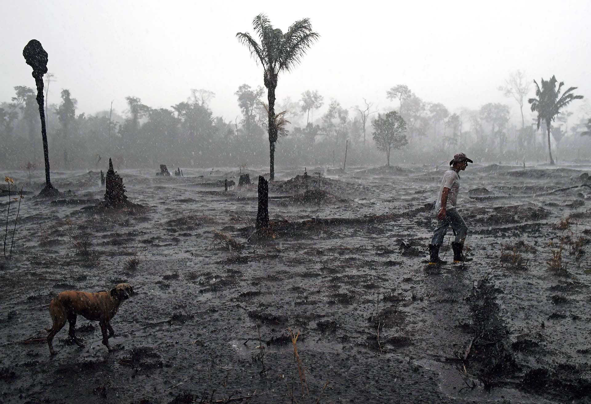 El amazonas tras los incendios forestales (Photo by CARL DE SOUZA / AFP)