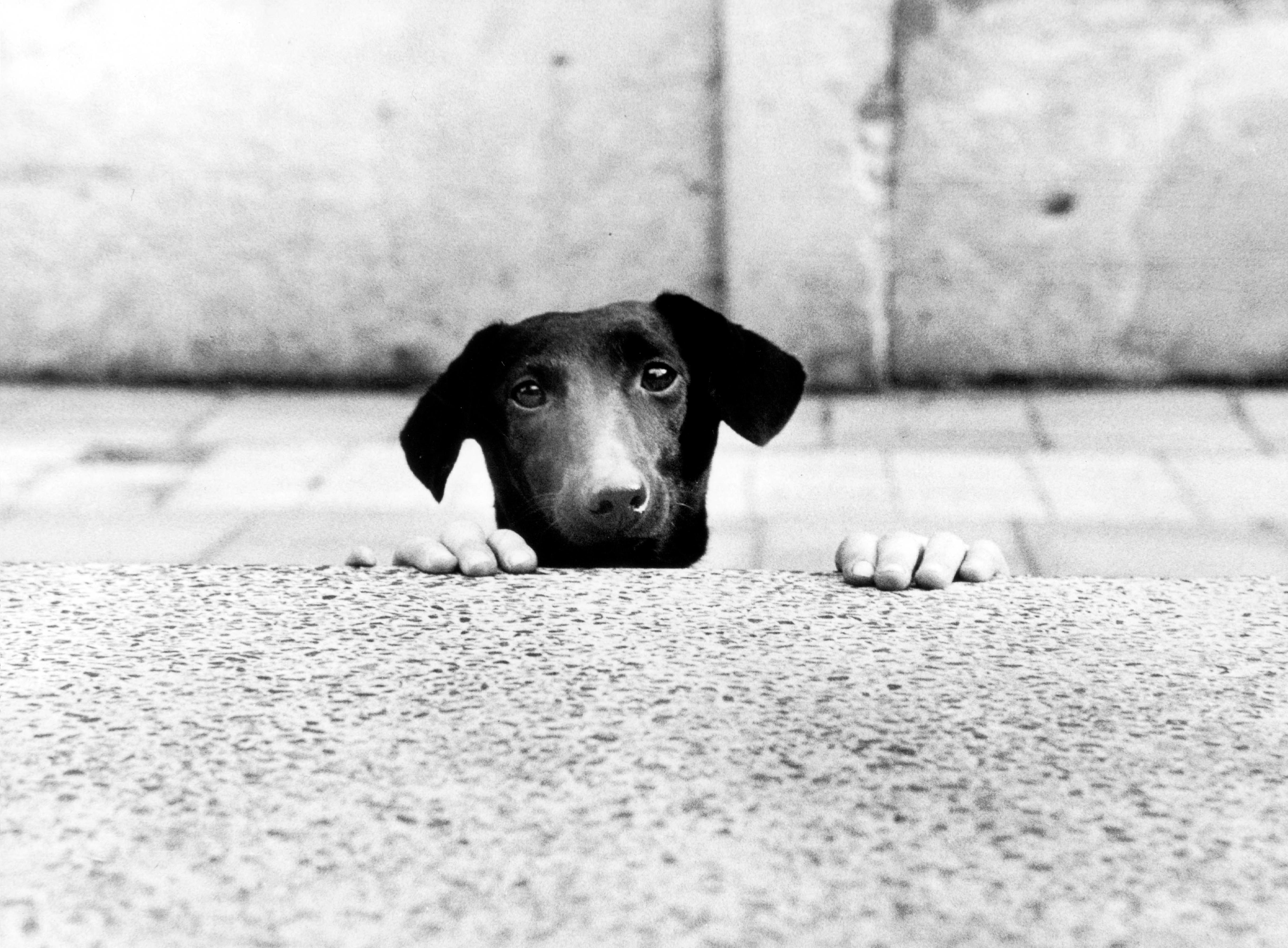 Un perro se asoma al muro en los años 80.