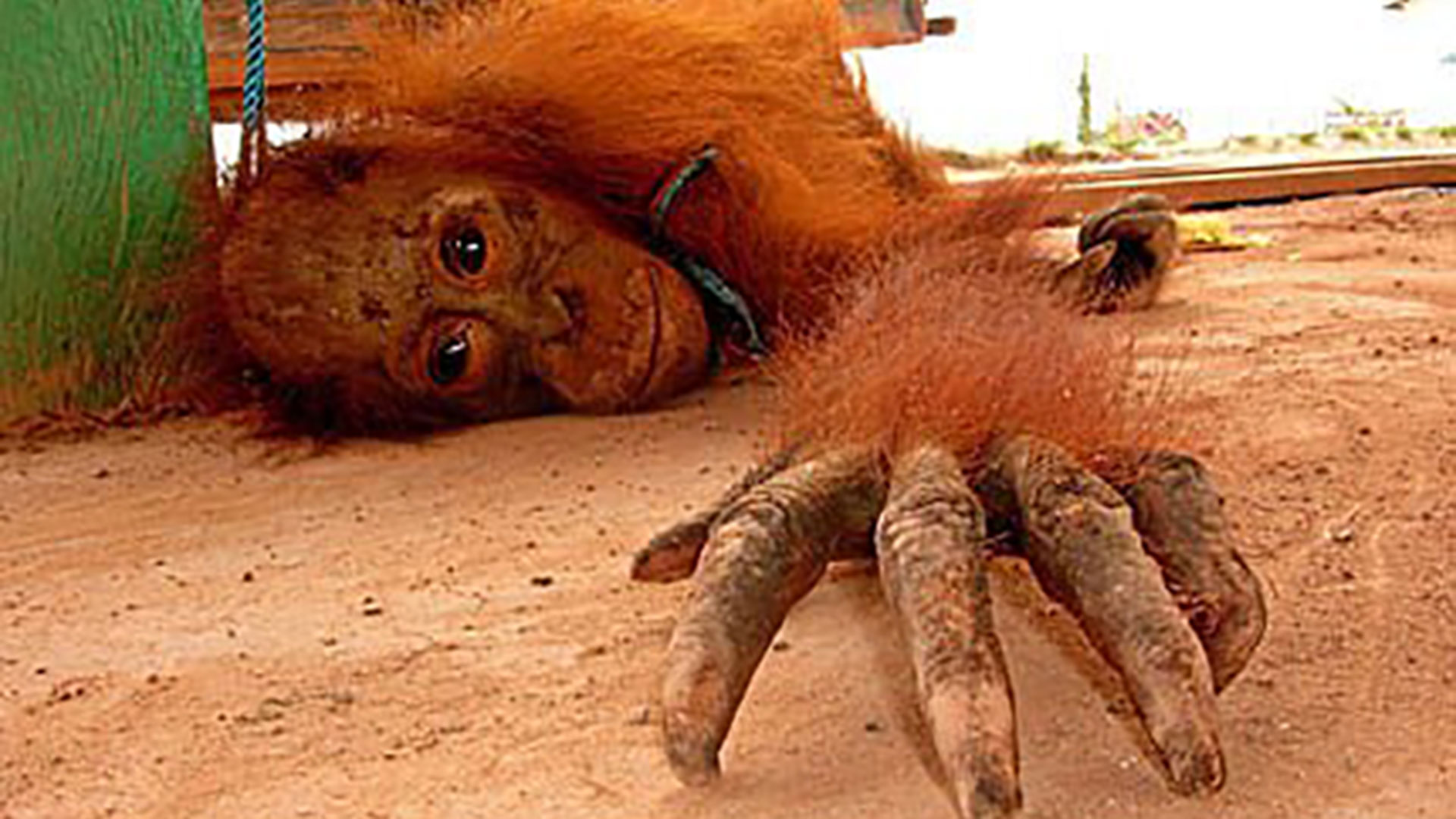 La producción del aceite de palma es una de las causas de la muerte indiscriminada de orangutanes.