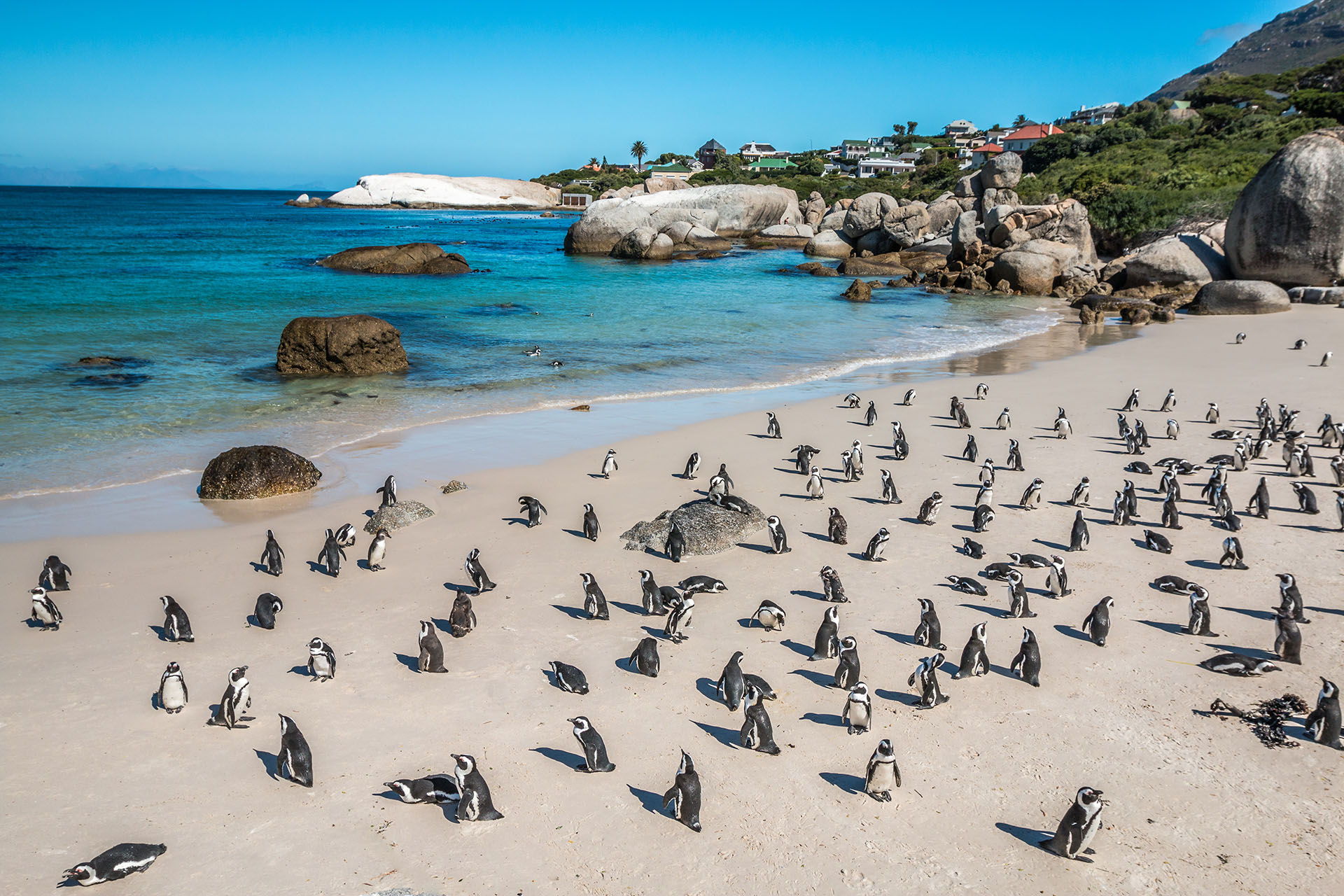 En Boulders Beach en la Península del Cabo de Sudáfrica, un día tropical se convierte en una nueva aventura. Las aguas azules más profundas permanecen protegidas y tranquilas, escondidas entre el granito para que el baño sea tranquilo y sereno. Como punto de referencia nacional, Boulders Beach y sus habitantes pingüinos esperan con ansias sus 60.000 visitantes anuales