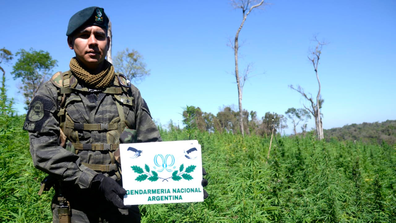 Las plantaciones de Marihuana que fueron descubiertas por las fuerzas de seguridad argentinas