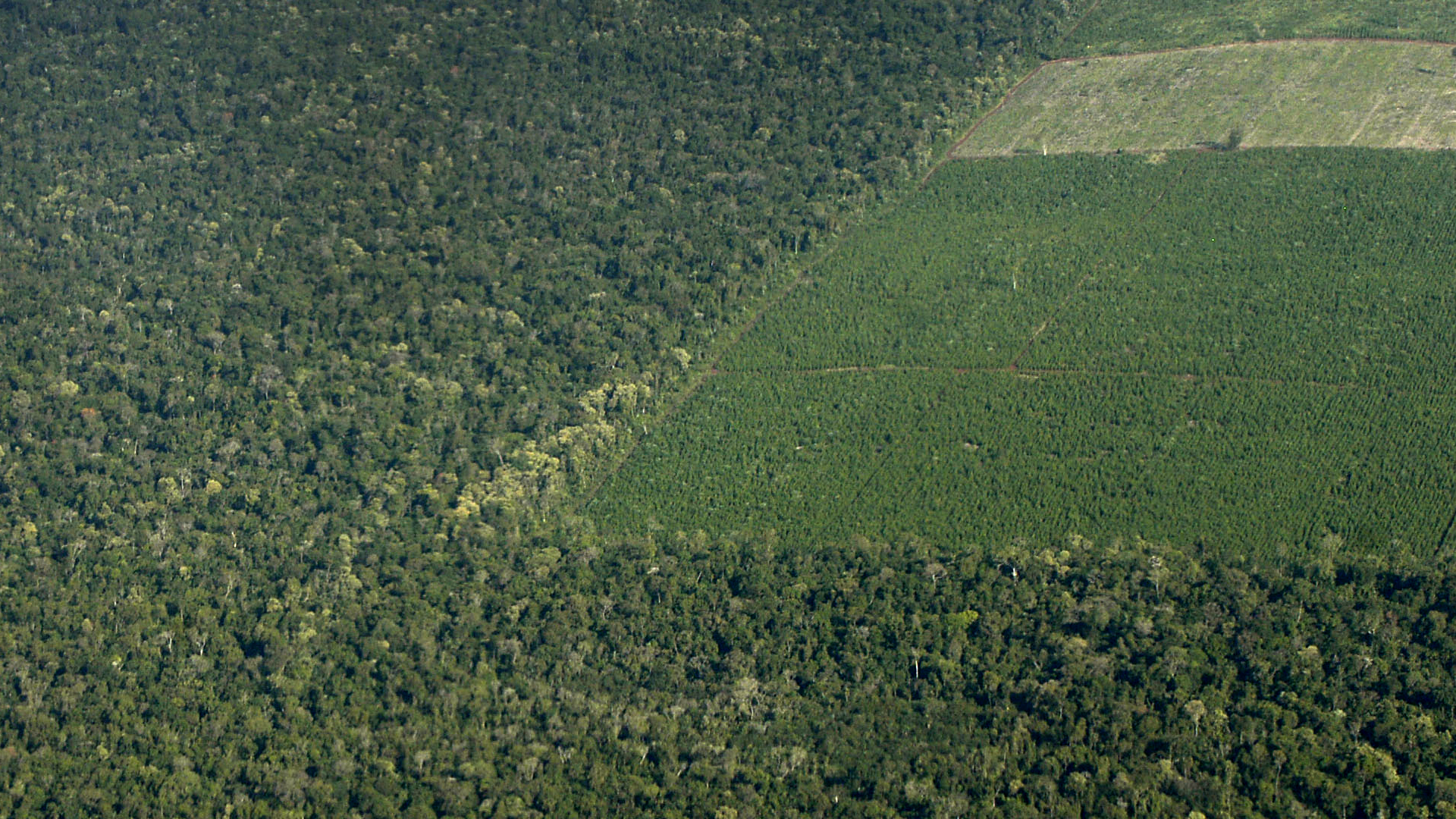 Ana Di Pangracio, directora de FARN: "La tasa de deforestación de la Argentina resultó seis veces más alta que el promedio mundial". Foto: Fernando Calzada.